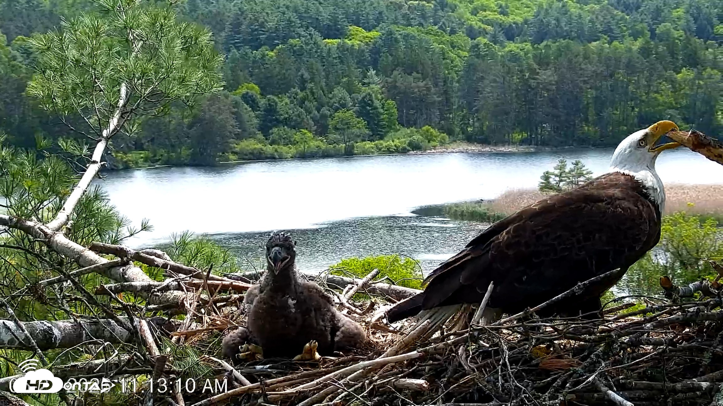 Snapshot of VINS Bald Eagles Nest Live Cams taken May 27, 2026, 11:13am EDT