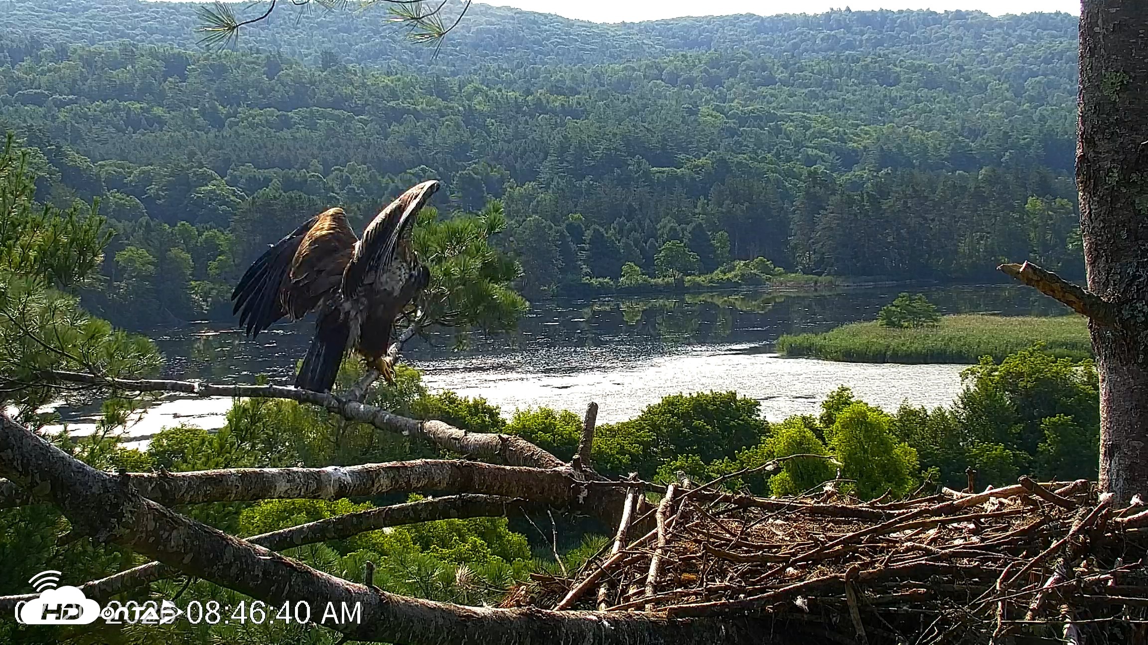 Snapshot of VINS Bald Eagles Nest Live Cams taken Jul 20, 2026, 8:47am EDT