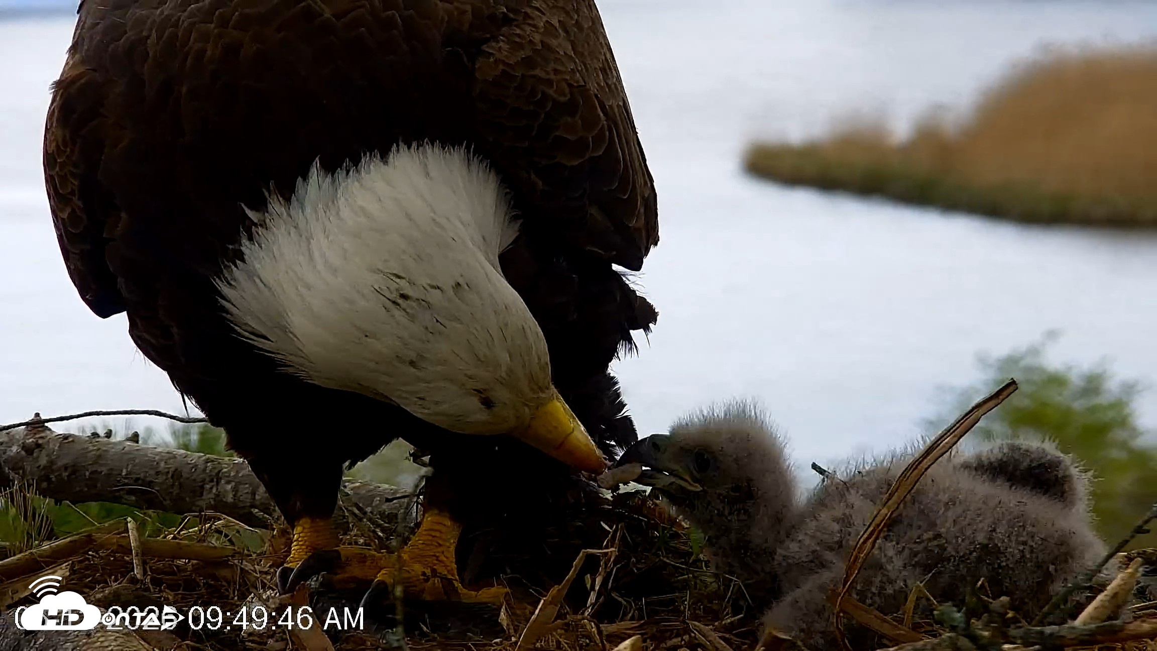 Snapshot of VINS Bald Eagles Nest Live Cams taken May 12, 2026, 9:50am EDT