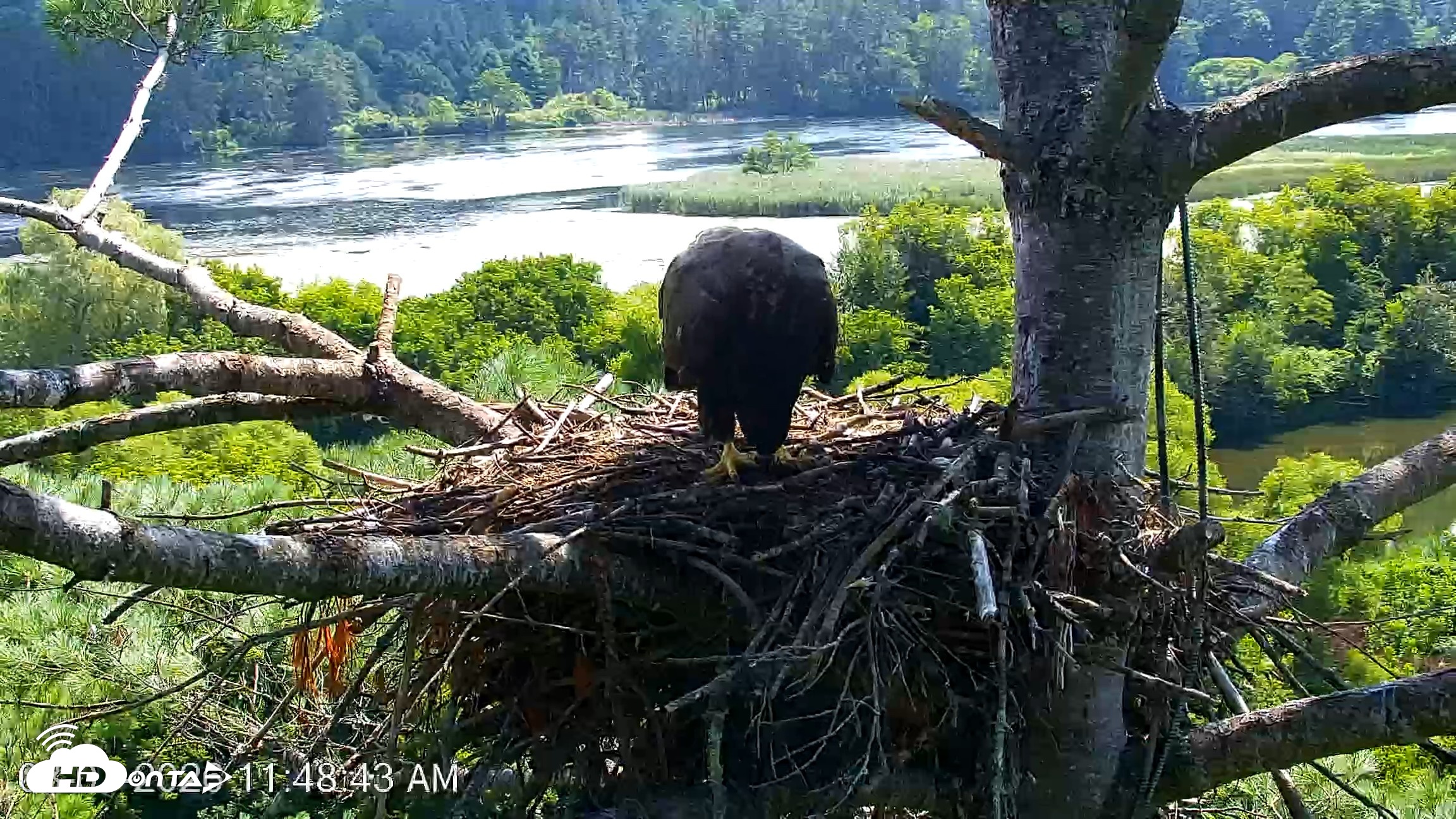 Snapshot of VINS Bald Eagles Nest Live Cams taken Aug 7, 2026, 11:49am EDT