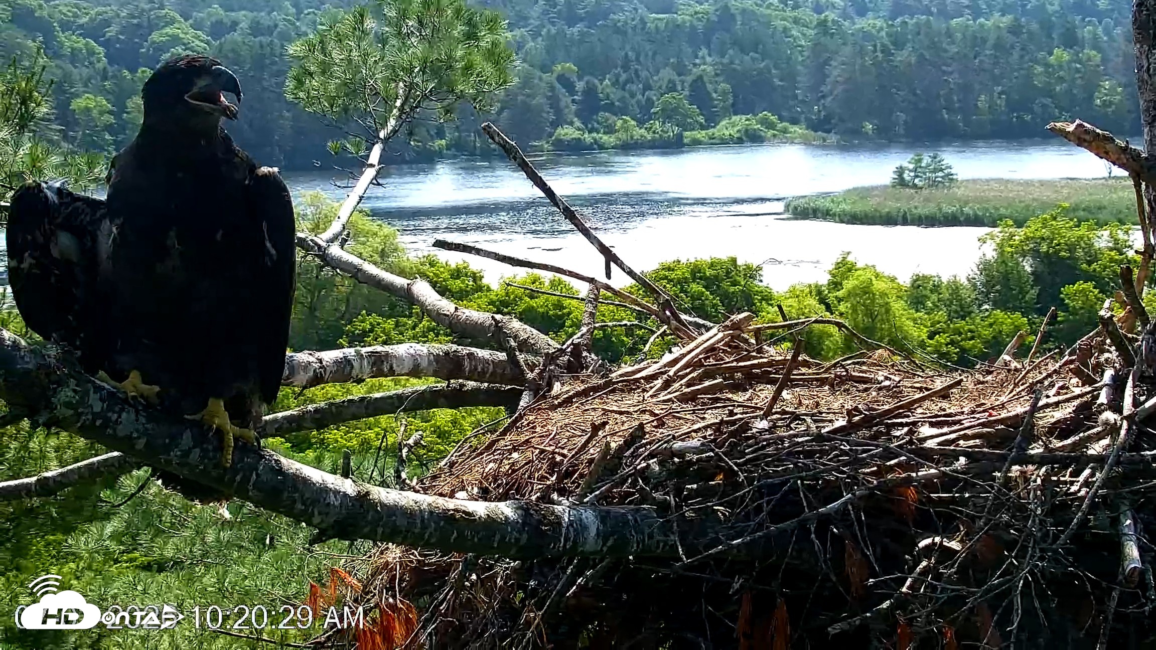 Snapshot of VINS Bald Eagles Nest Live Cams taken Jul 3, 2026, 10:21am EDT