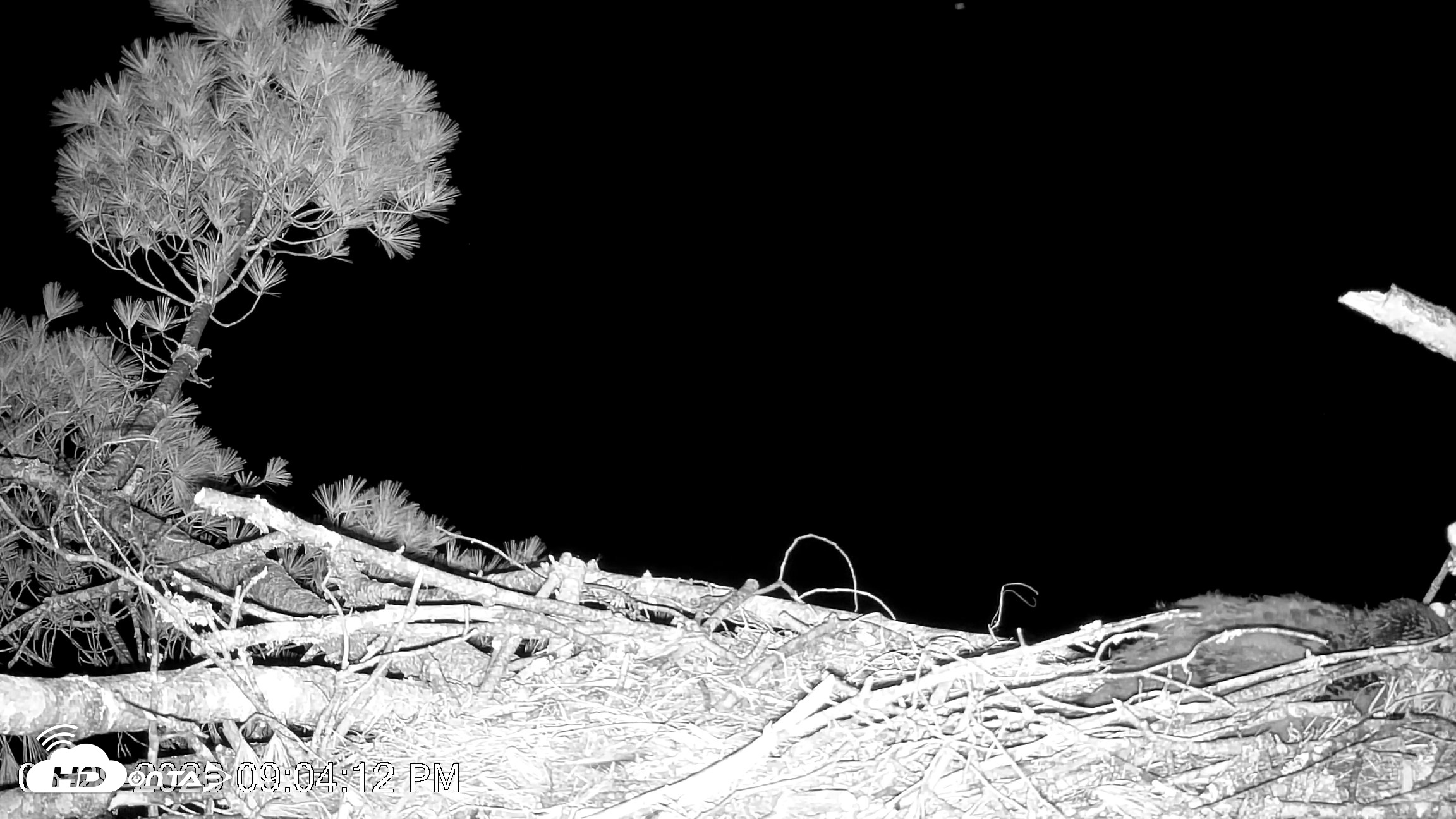 Snapshot of VINS Bald Eagles Nest Live Cams taken May 29, 2026, 9:05pm EDT