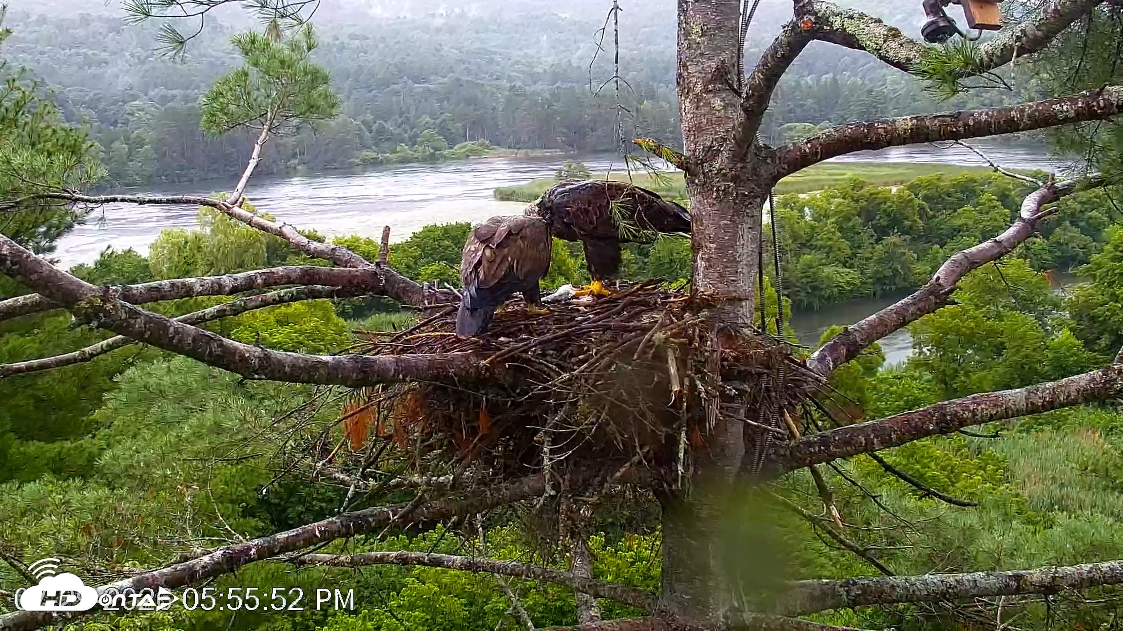 Snapshot of VINS Bald Eagles Nest Live Cams taken Jul 29, 2026, 5:56pm EDT