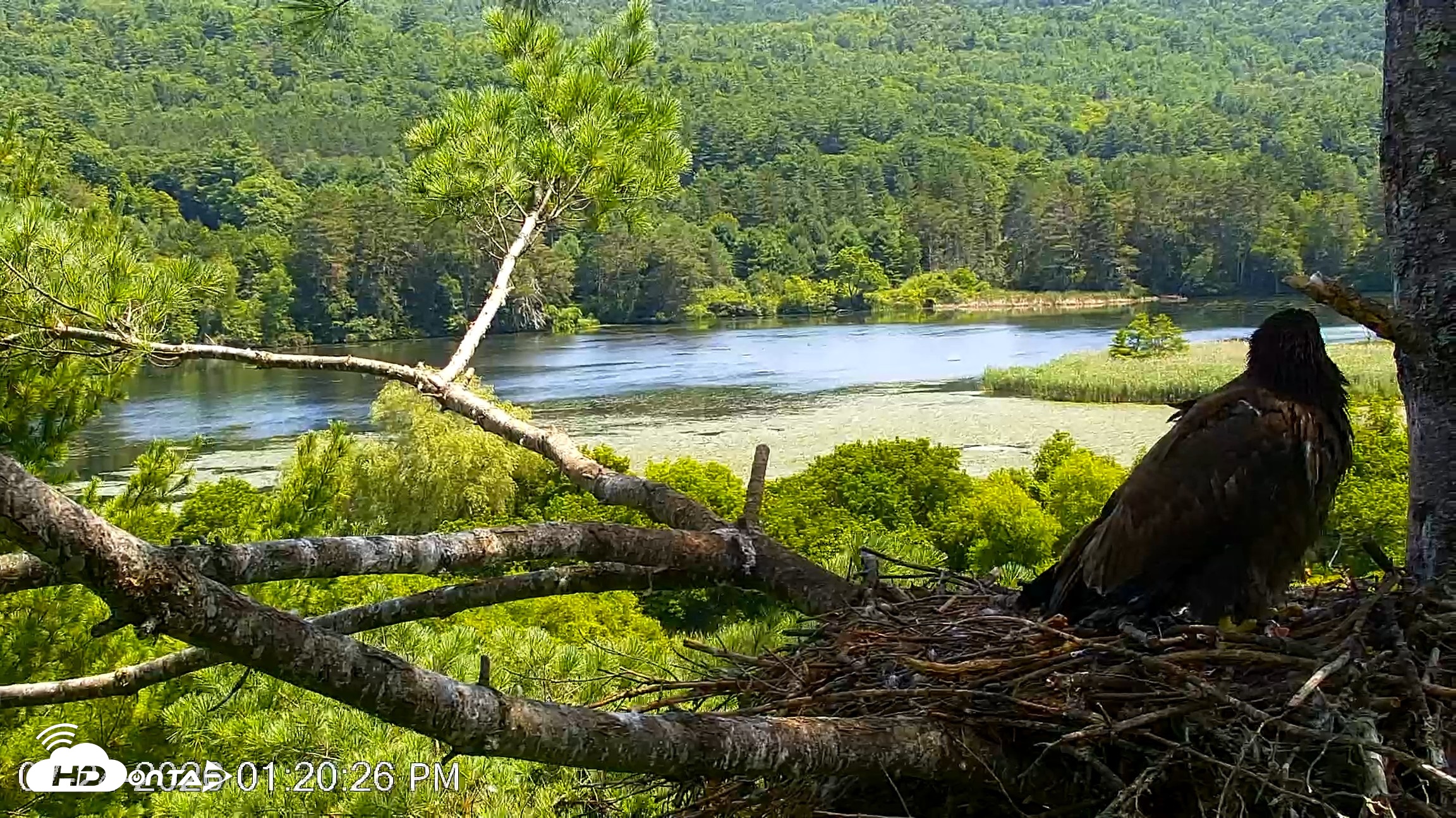 Snapshot of VINS Bald Eagles Nest Live Cams taken Jul 24, 2026, 1:21pm EDT