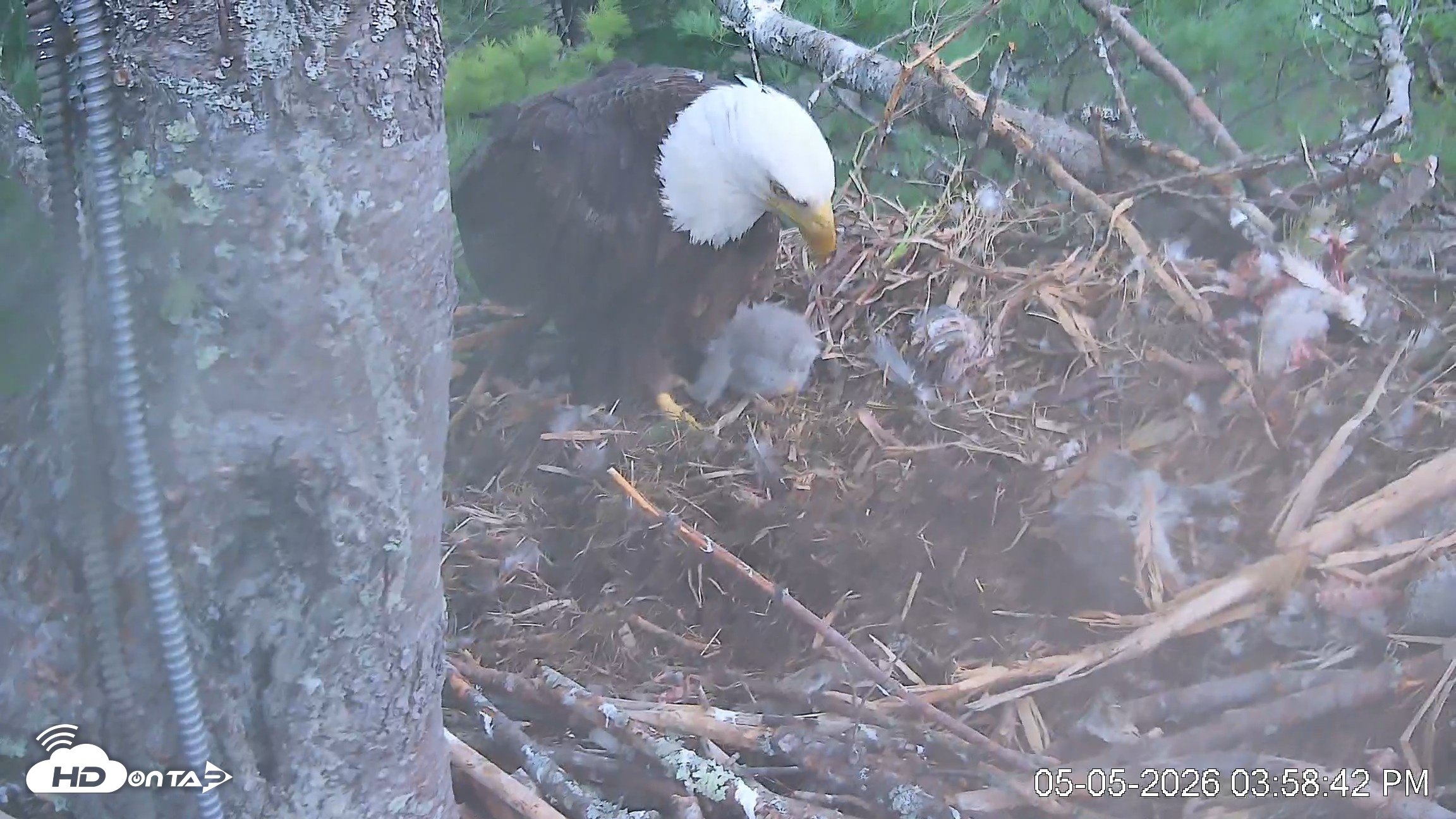 Snapshot of VINS Bald Eagles Nest Live Cams taken May 5, 2026, 3:59pm EDT