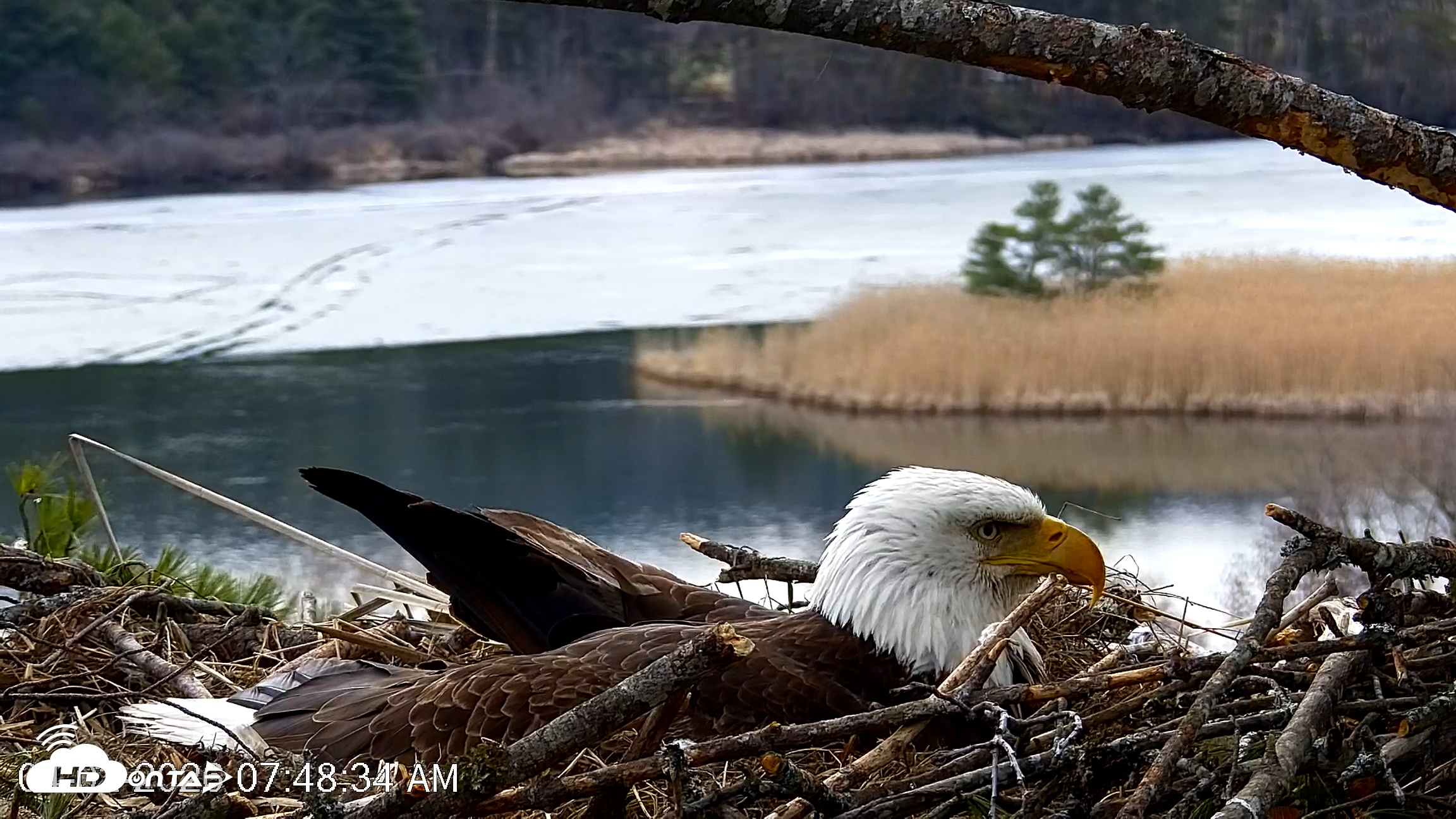 Snapshot of VINS Bald Eagles Nest Live Cams taken Apr 2, 2026, 7:49am EDT