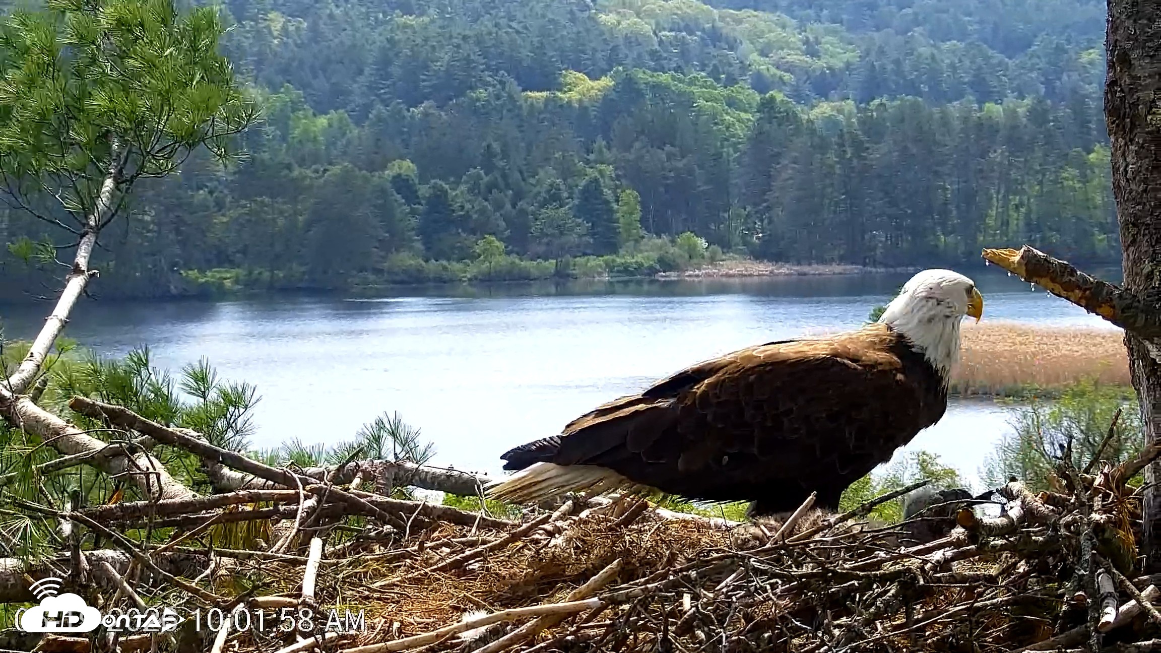 Snapshot of VINS Bald Eagles Nest Live Cams taken May 19, 2026, 10:02am EDT