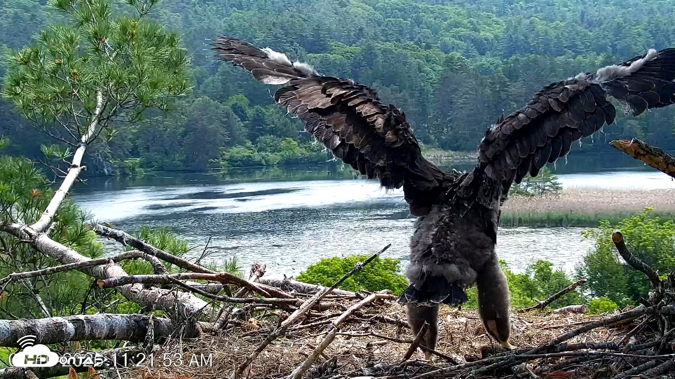 Snapshot of VINS Bald Eagles Nest Live Cams taken Jun 10, 2026, 11:22am EDT