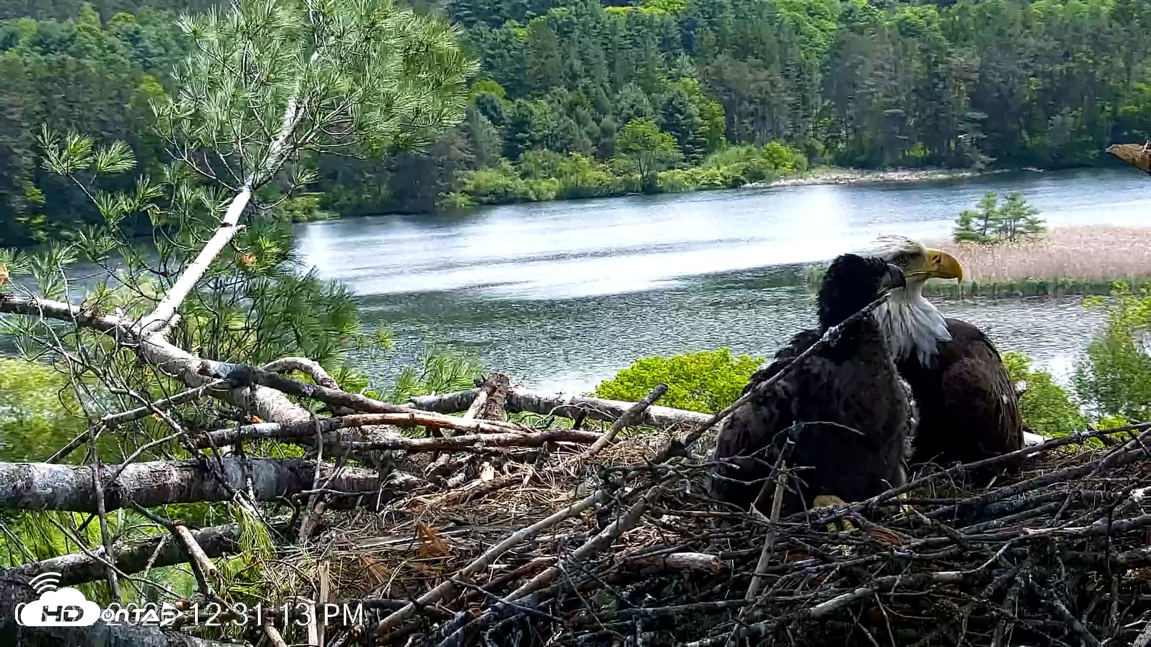 Snapshot of VINS Bald Eagles Nest Live Cams taken Jun 2, 2026, 12:31pm EDT