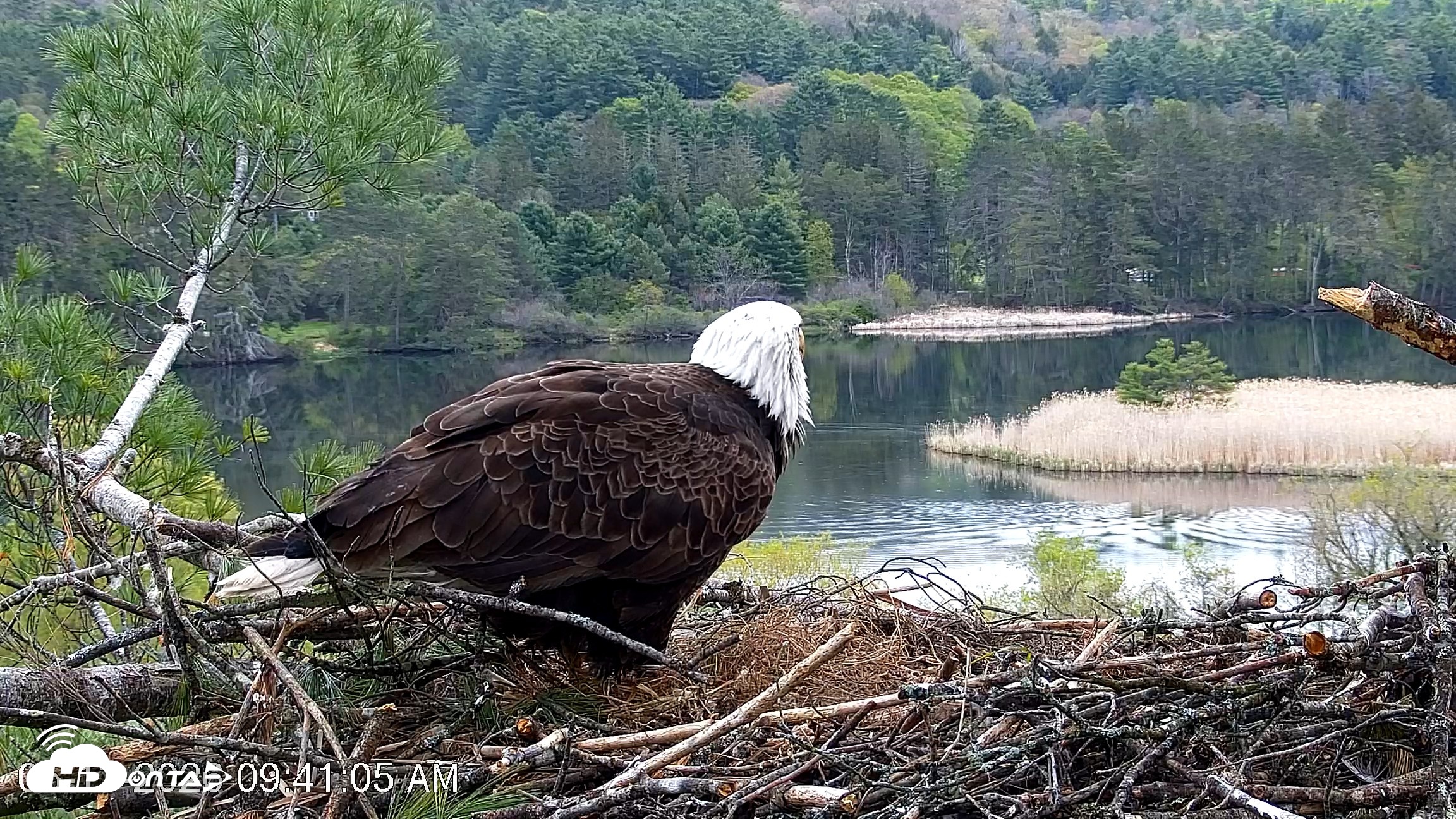 Snapshot of VINS Bald Eagles Nest Live Cams taken May 13, 2026, 9:41am EDT