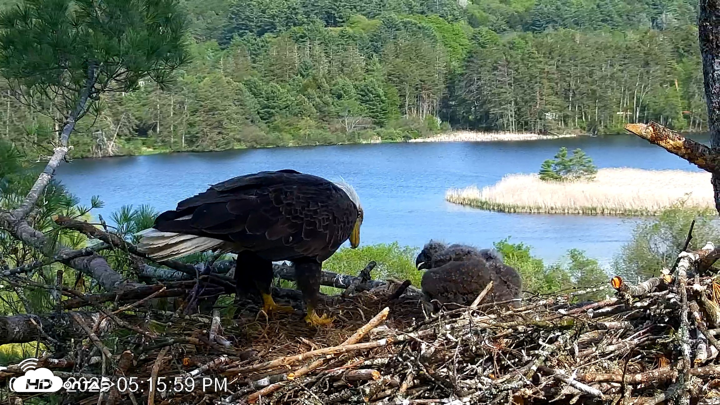 Snapshot of VINS Bald Eagles Nest Live Cams taken May 19, 2026, 5:17pm EDT