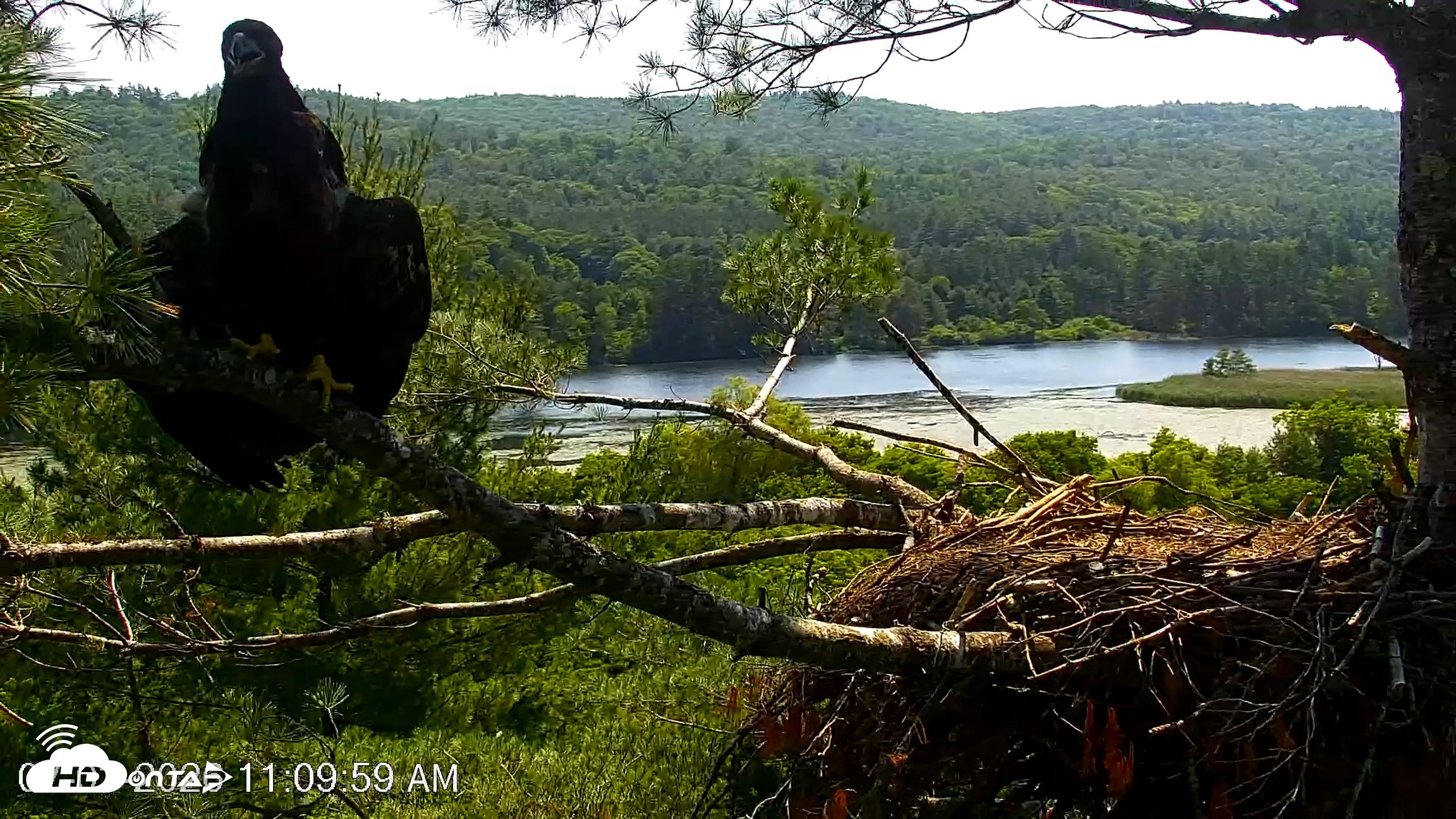 Snapshot of VINS Bald Eagles Nest Live Cams taken Jul 3, 2026, 11:10am EDT