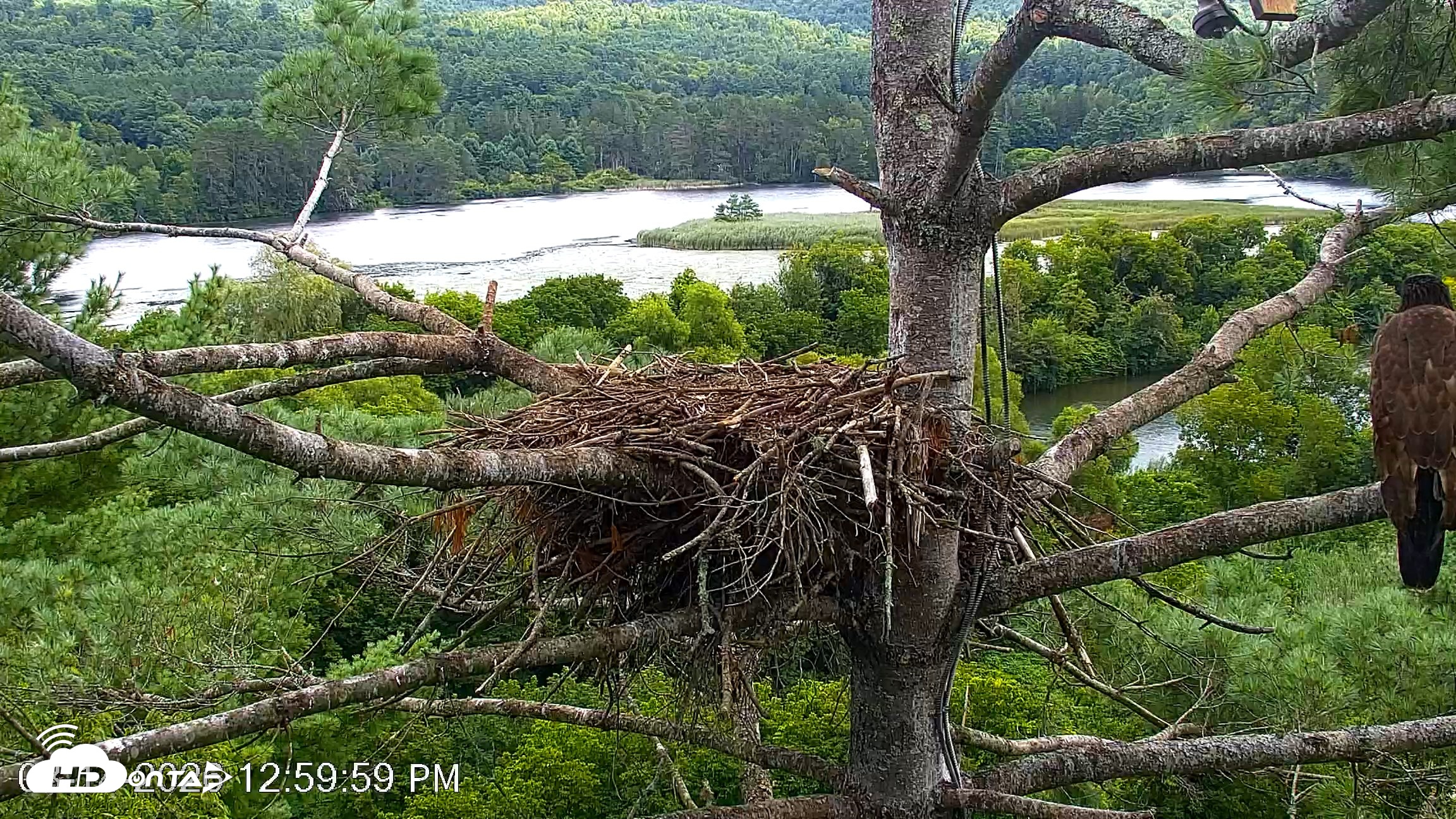 Snapshot of VINS Bald Eagles Nest Live Cams taken Aug 14, 2026, 1:00pm EDT