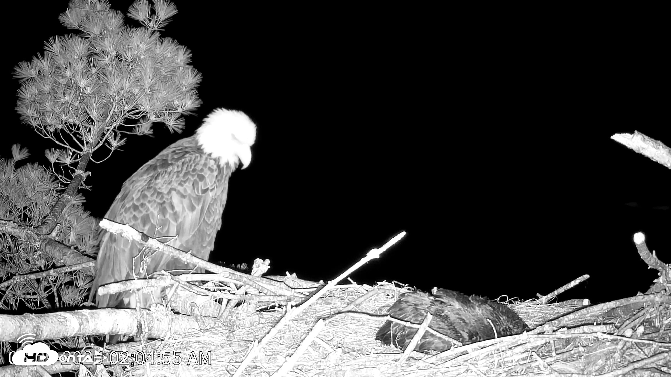 Snapshot of VINS Bald Eagles Nest Live Cams taken Jun 9, 2026, 2:05am EDT