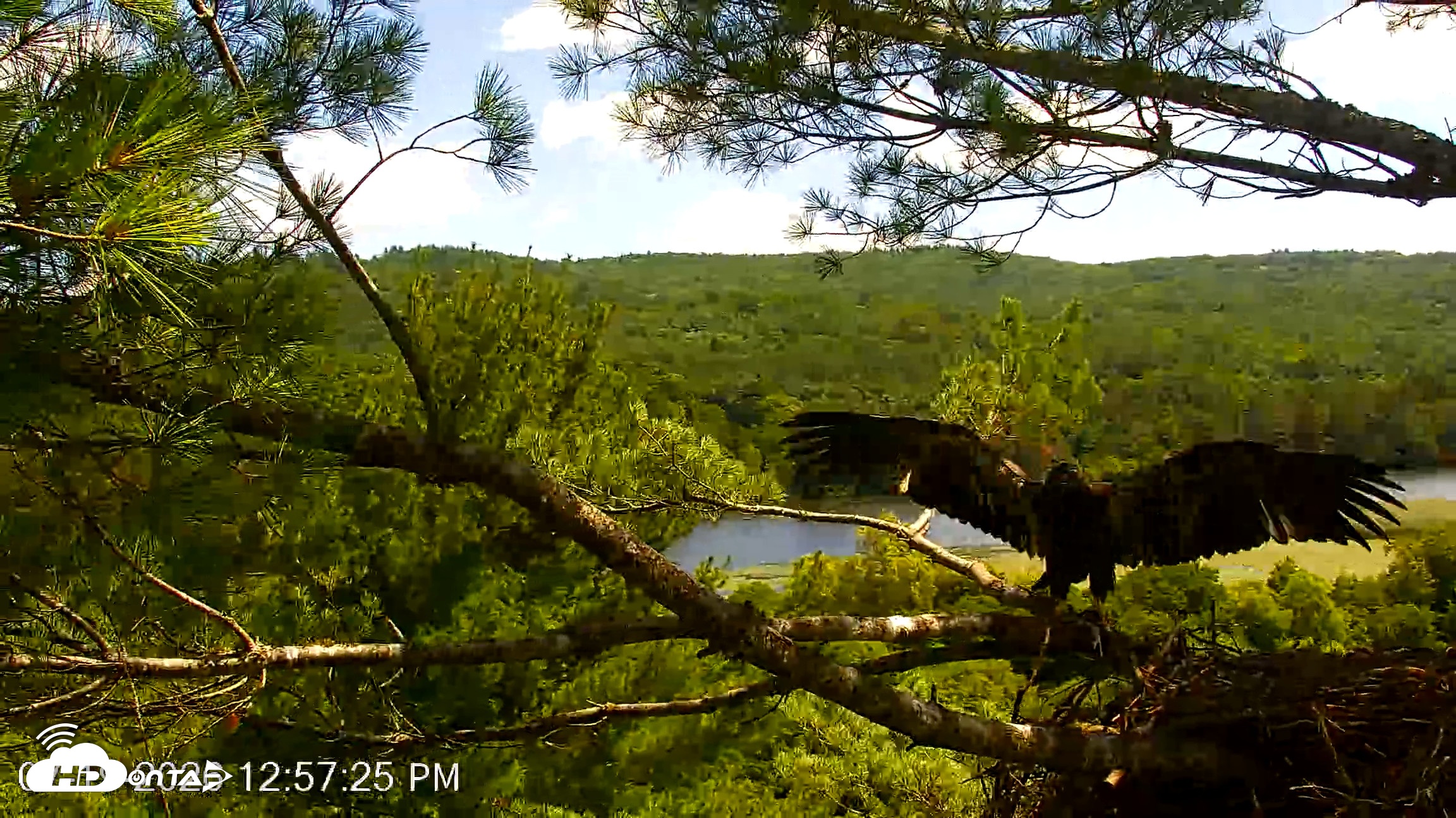 Snapshot of VINS Bald Eagles Nest Live Cams taken Jul 19, 2026, 12:58pm EDT