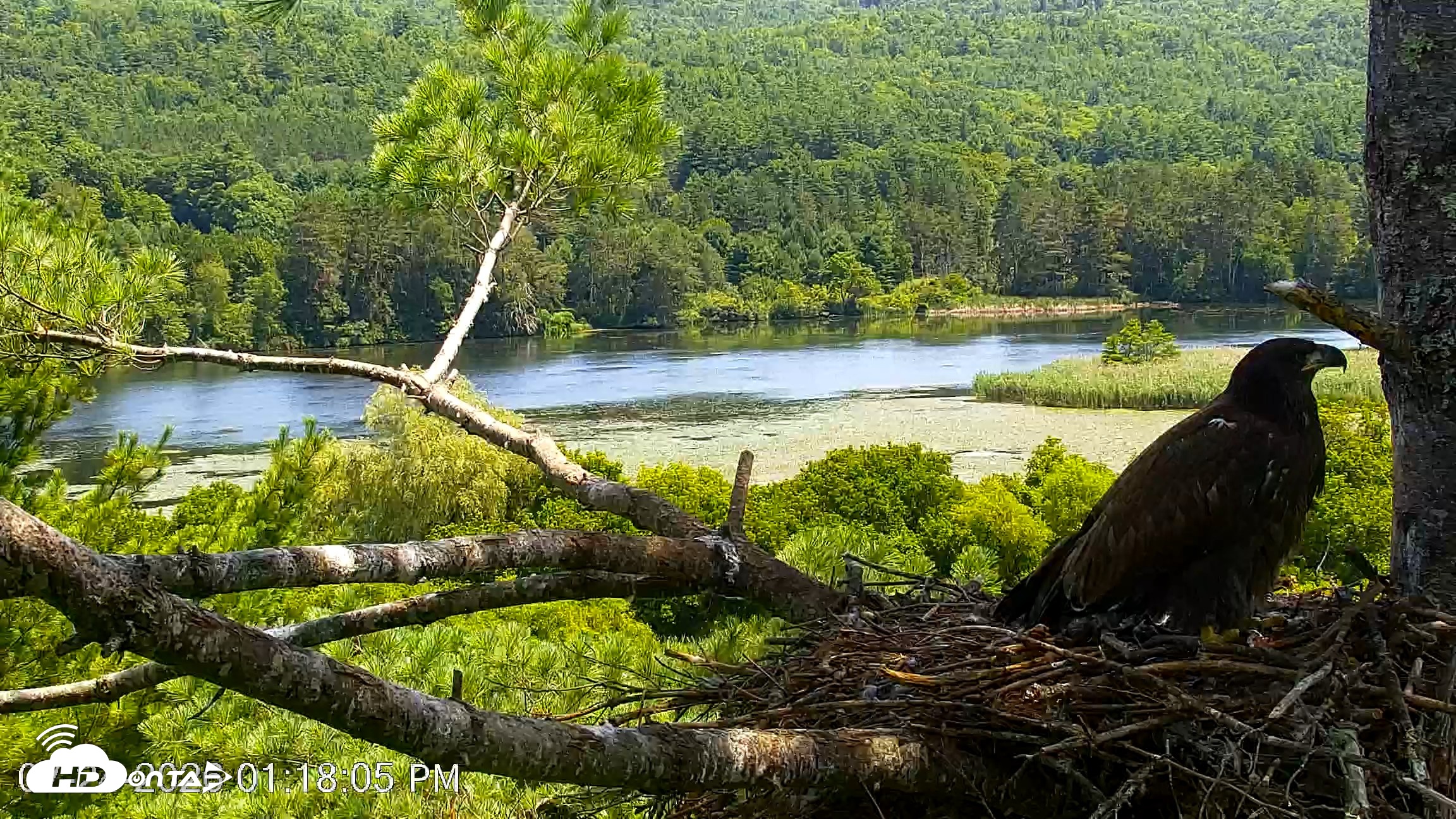 Snapshot of VINS Bald Eagles Nest Live Cams taken Jul 24, 2026, 1:18pm EDT
