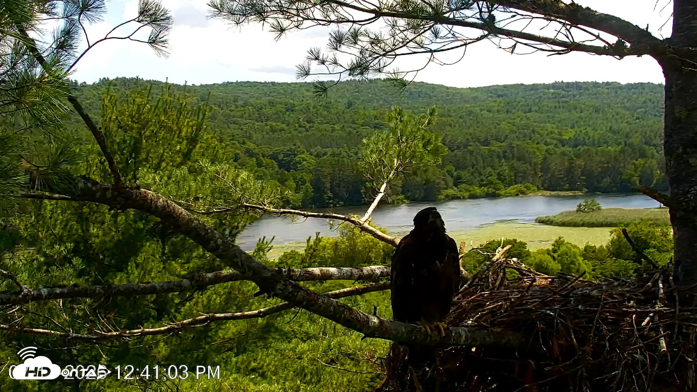 Snapshot of VINS Bald Eagles Nest Live Cams taken Jul 11, 2026, 12:41pm EDT