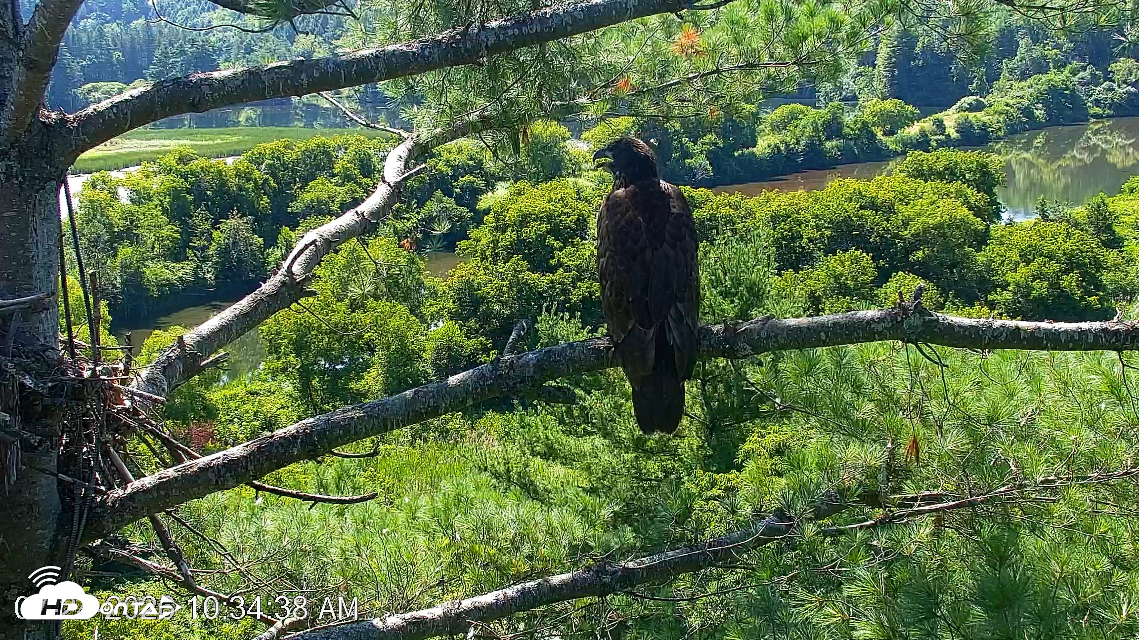 Snapshot of VINS Bald Eagles Nest Live Cams taken Jul 24, 2026, 10:35am EDT