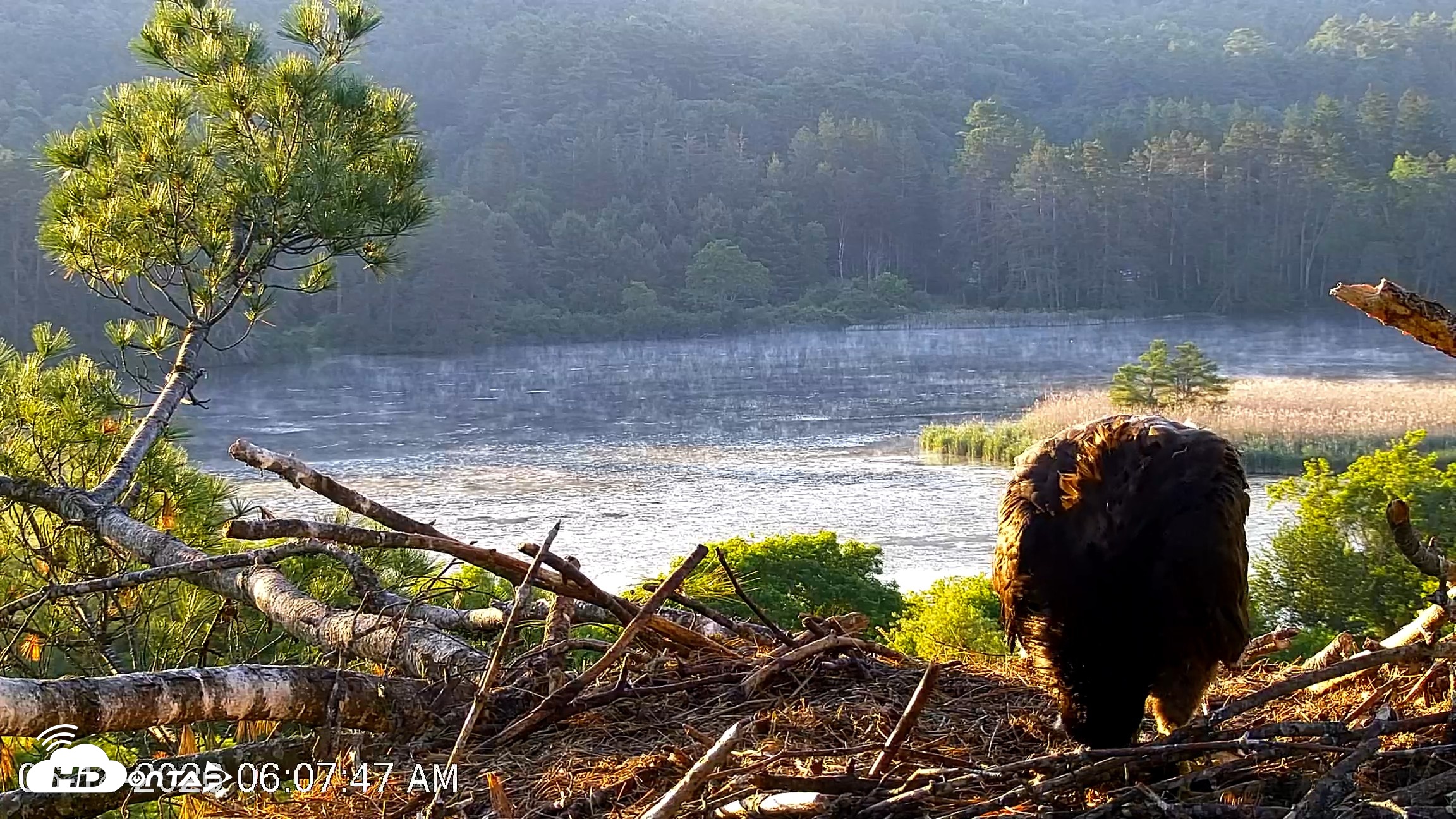 Snapshot of VINS Bald Eagles Nest Live Cams taken Jun 14, 2026, 6:08am EDT