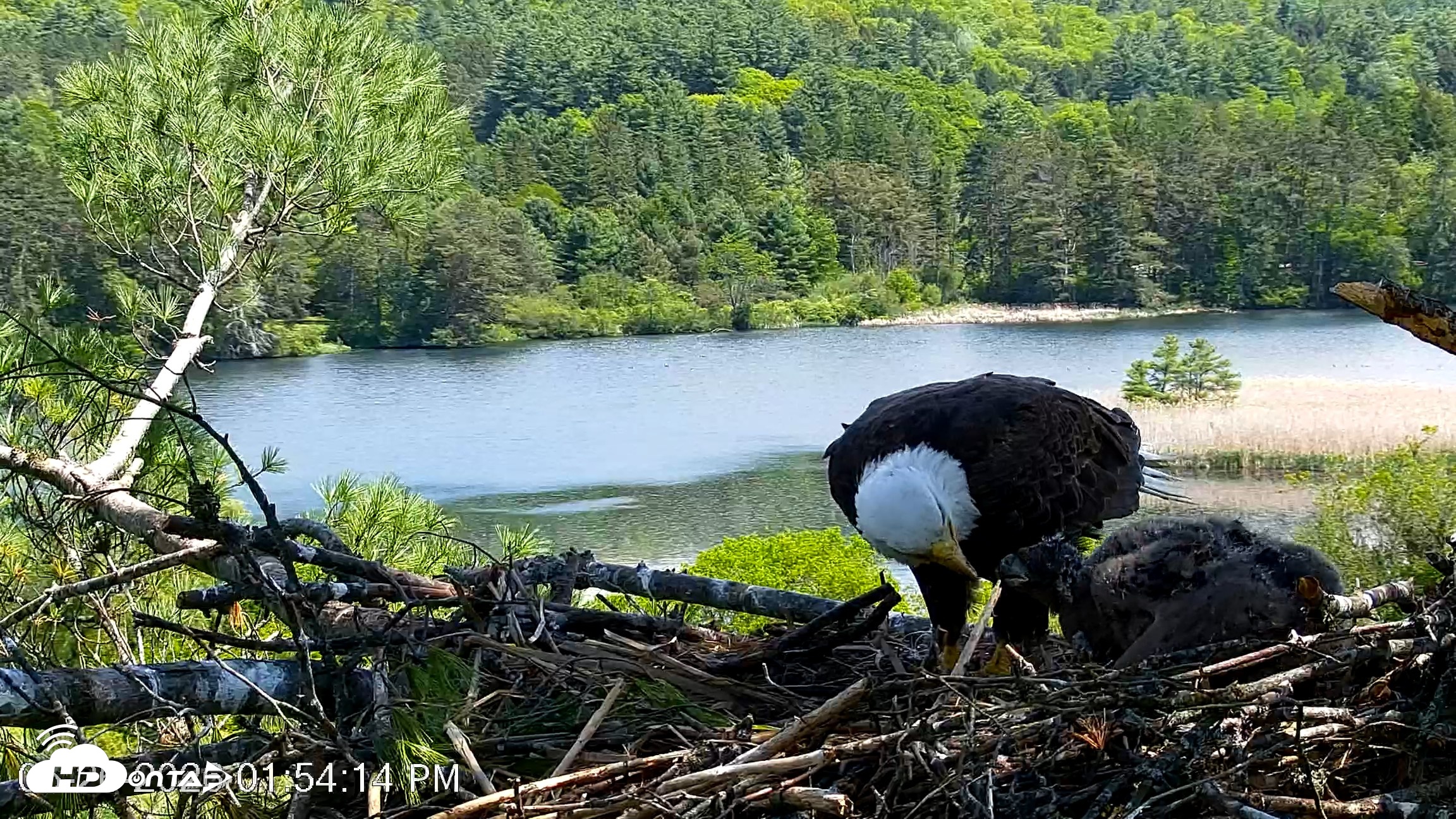 Snapshot of VINS Bald Eagles Nest Live Cams taken May 26, 2026, 1:54pm EDT