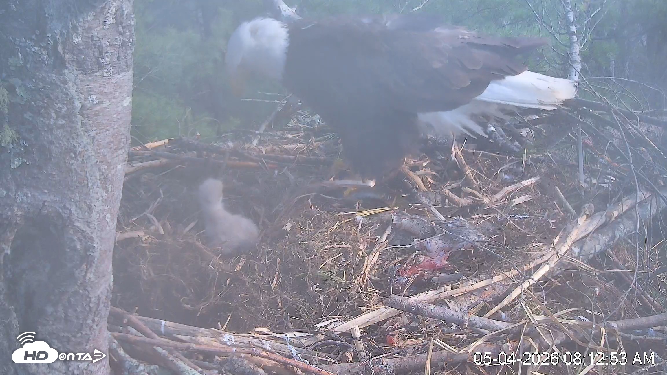 Snapshot of VINS Bald Eagles Nest Live Cams taken May 4, 2026, 8:13am EDT