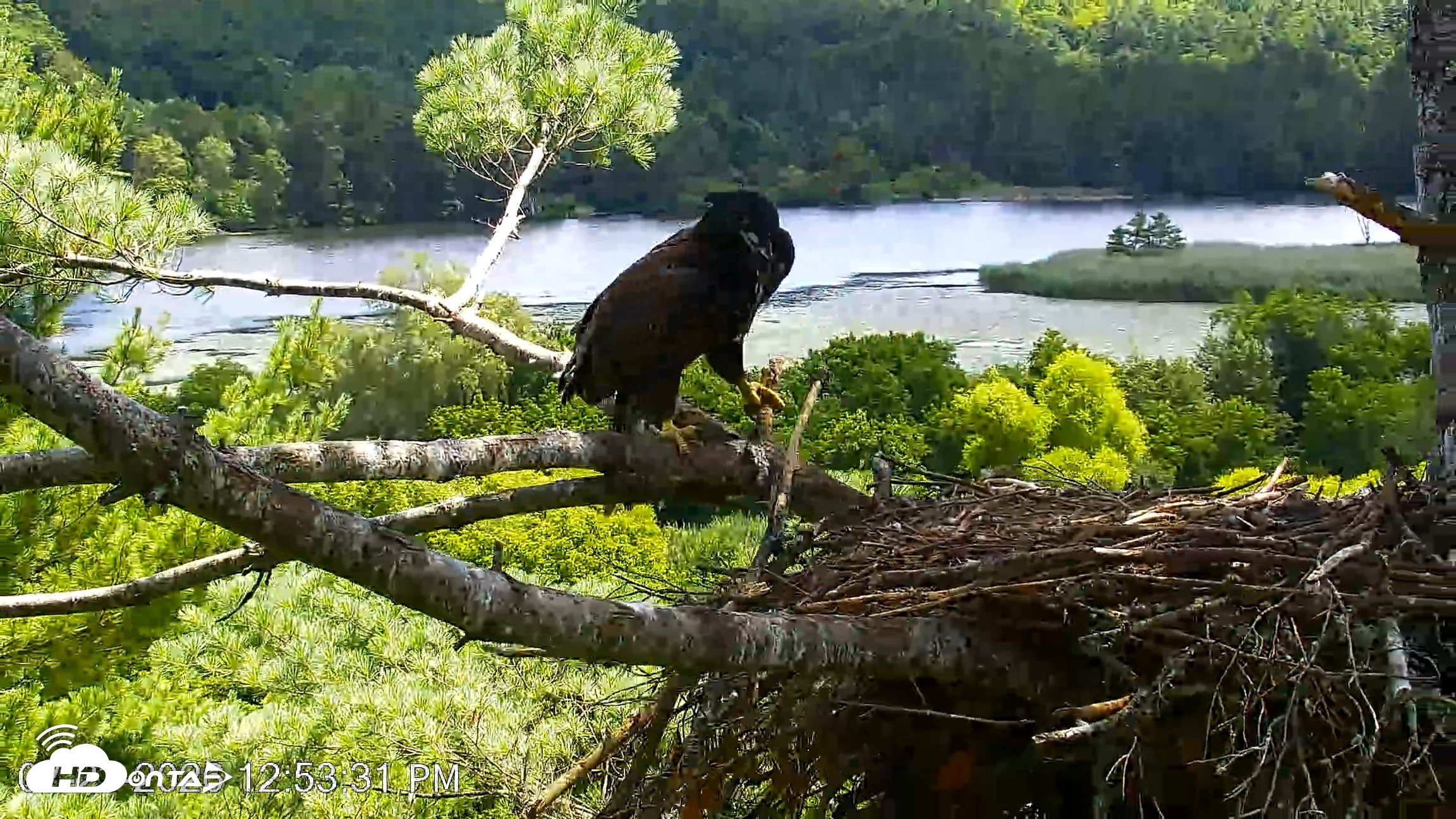 Snapshot of VINS Bald Eagles Nest Live Cams taken Jul 23, 2026, 12:54pm EDT