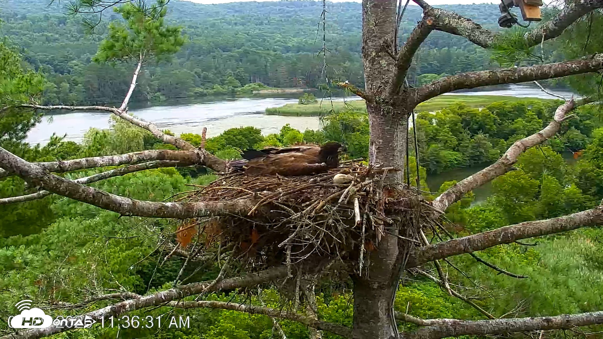 Snapshot of VINS Bald Eagles Nest Live Cams taken Jul 29, 2026, 11:37am EDT