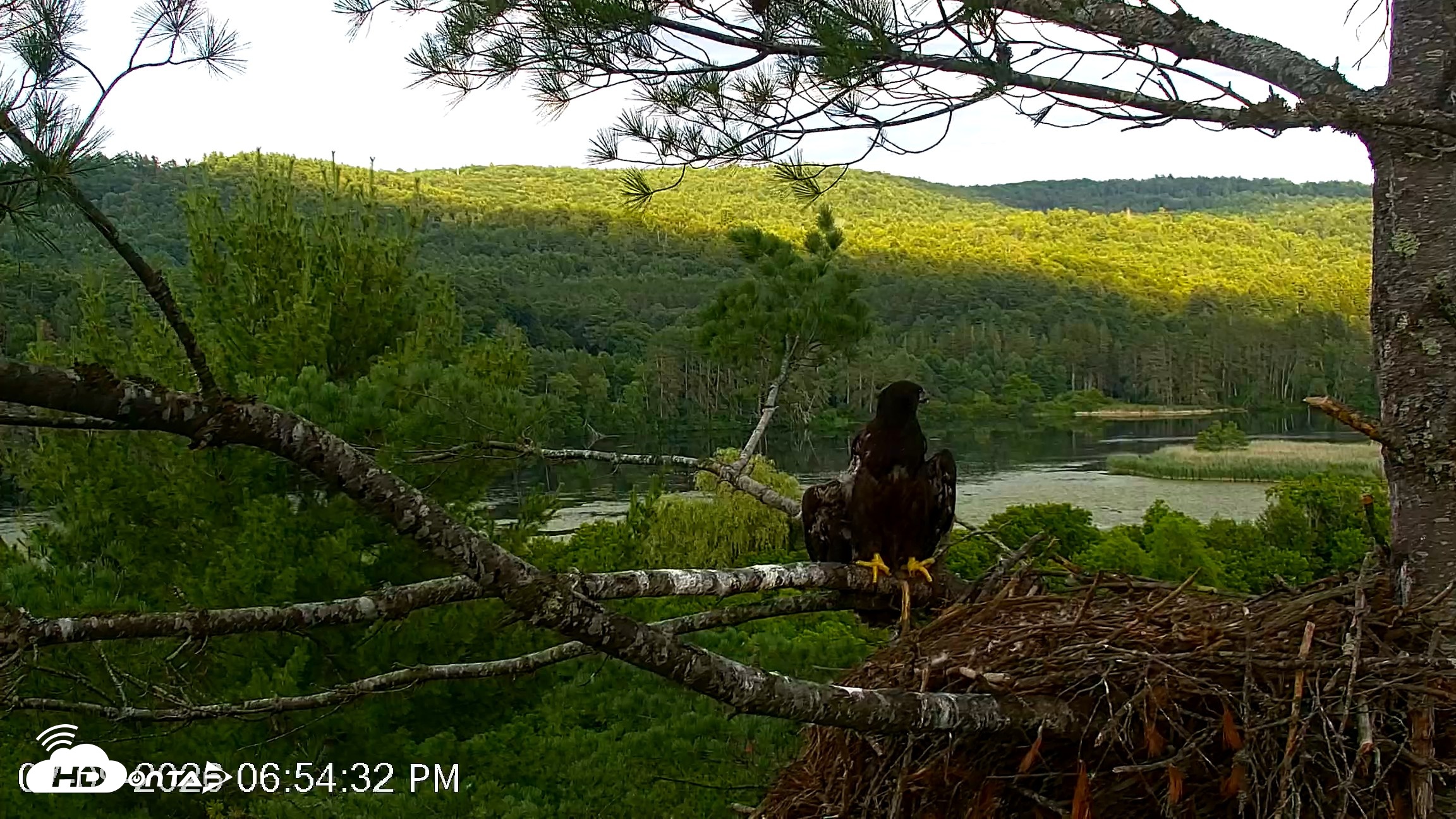 Snapshot of VINS Bald Eagles Nest Live Cams taken Jul 9, 2026, 6:55pm EDT