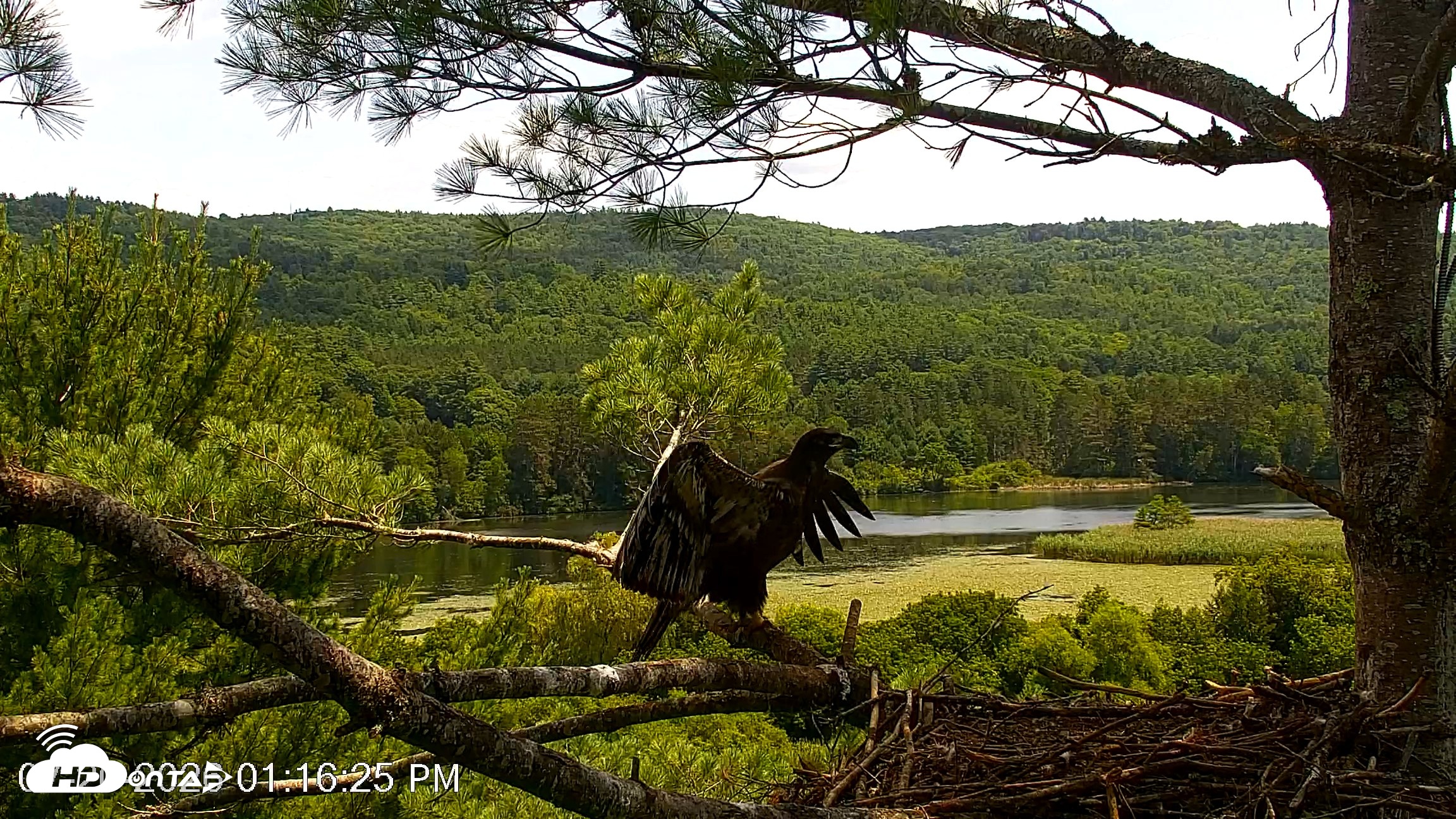 Snapshot of VINS Bald Eagles Nest Live Cams taken Jul 20, 2026, 1:17pm EDT