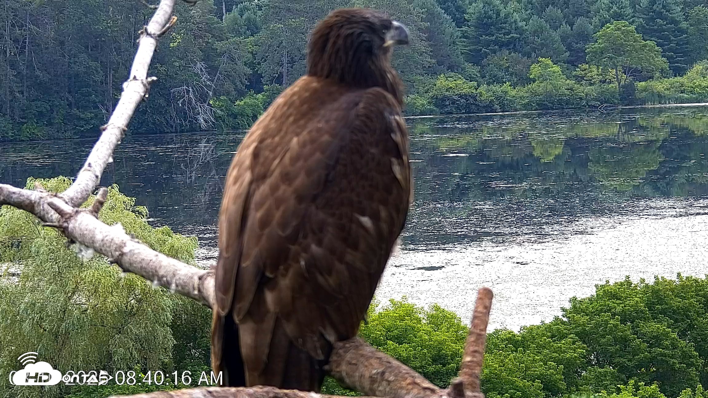 Snapshot of VINS Bald Eagles Nest Live Cams taken Aug 10, 2026, 8:41am EDT
