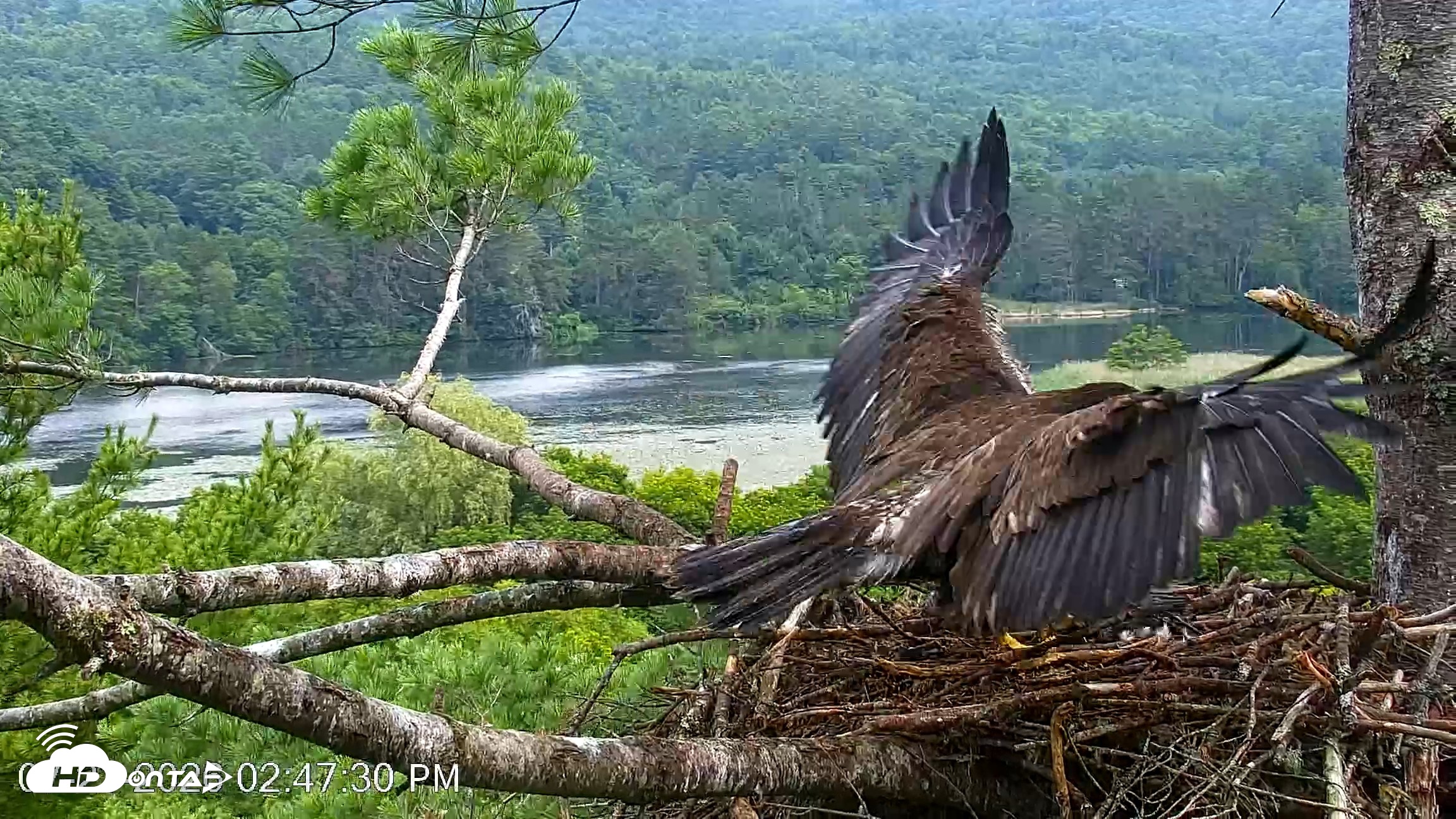 Snapshot of VINS Bald Eagles Nest Live Cams taken Jul 21, 2026, 2:48pm EDT