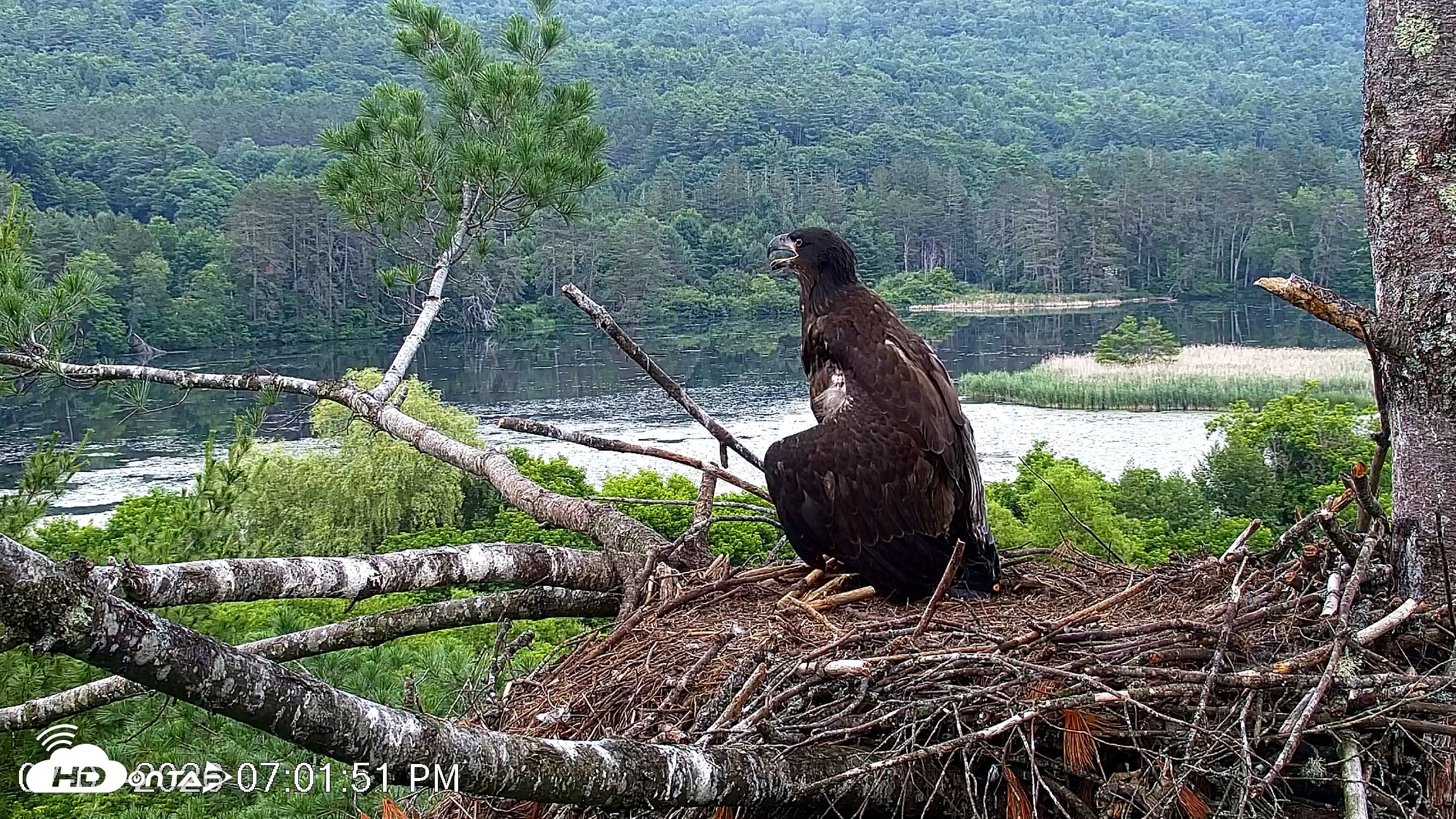 Snapshot of VINS Bald Eagles Nest Live Cams taken Jul 1, 2026, 7:02pm EDT