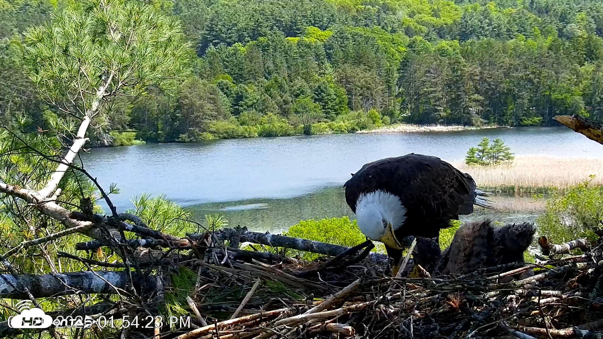 Snapshot of VINS Bald Eagles Nest Live Cams taken May 26, 2026, 1:56pm EDT