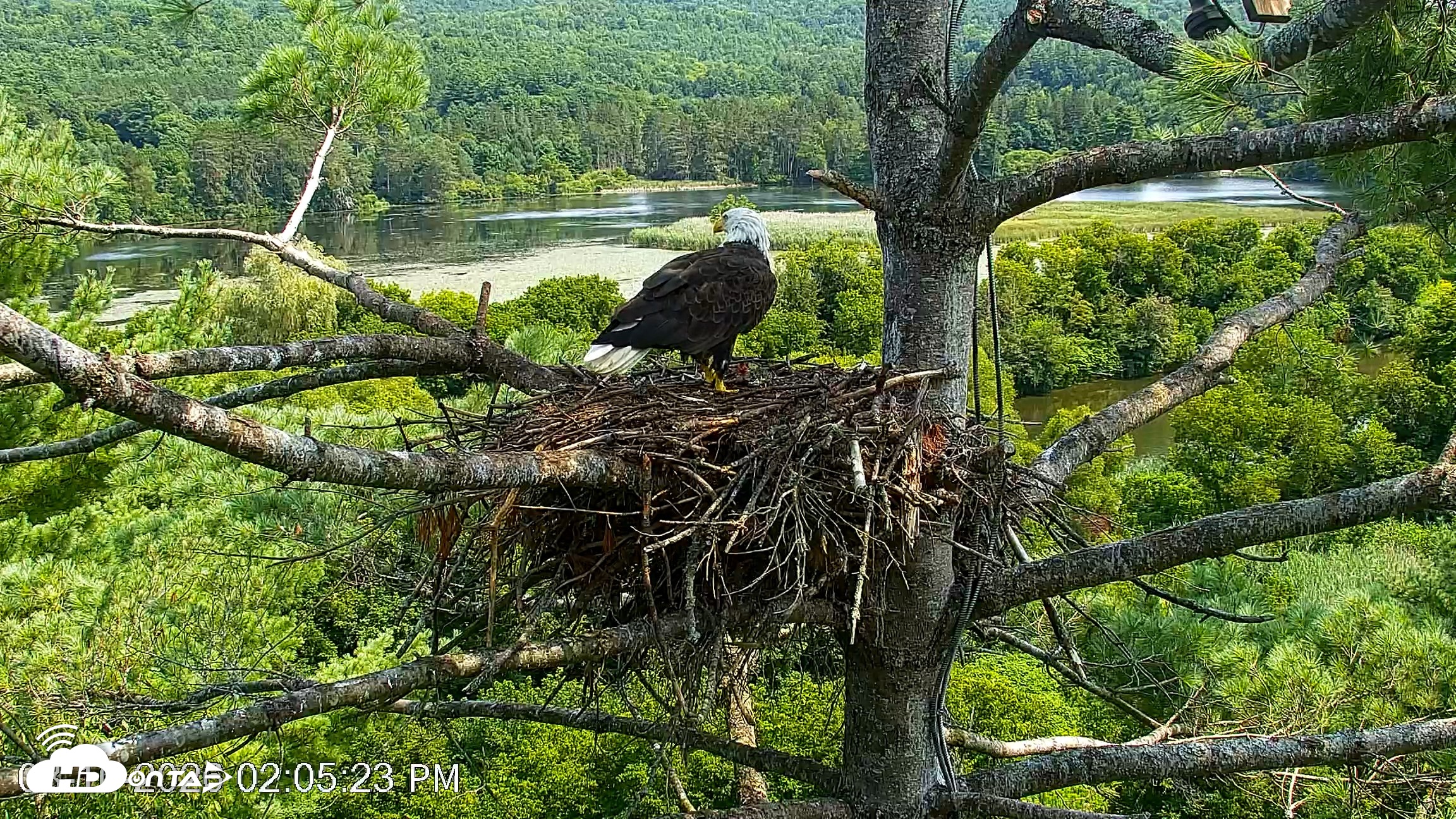 Snapshot of VINS Bald Eagles Nest Live Cams taken Aug 10, 2026, 2:06pm EDT