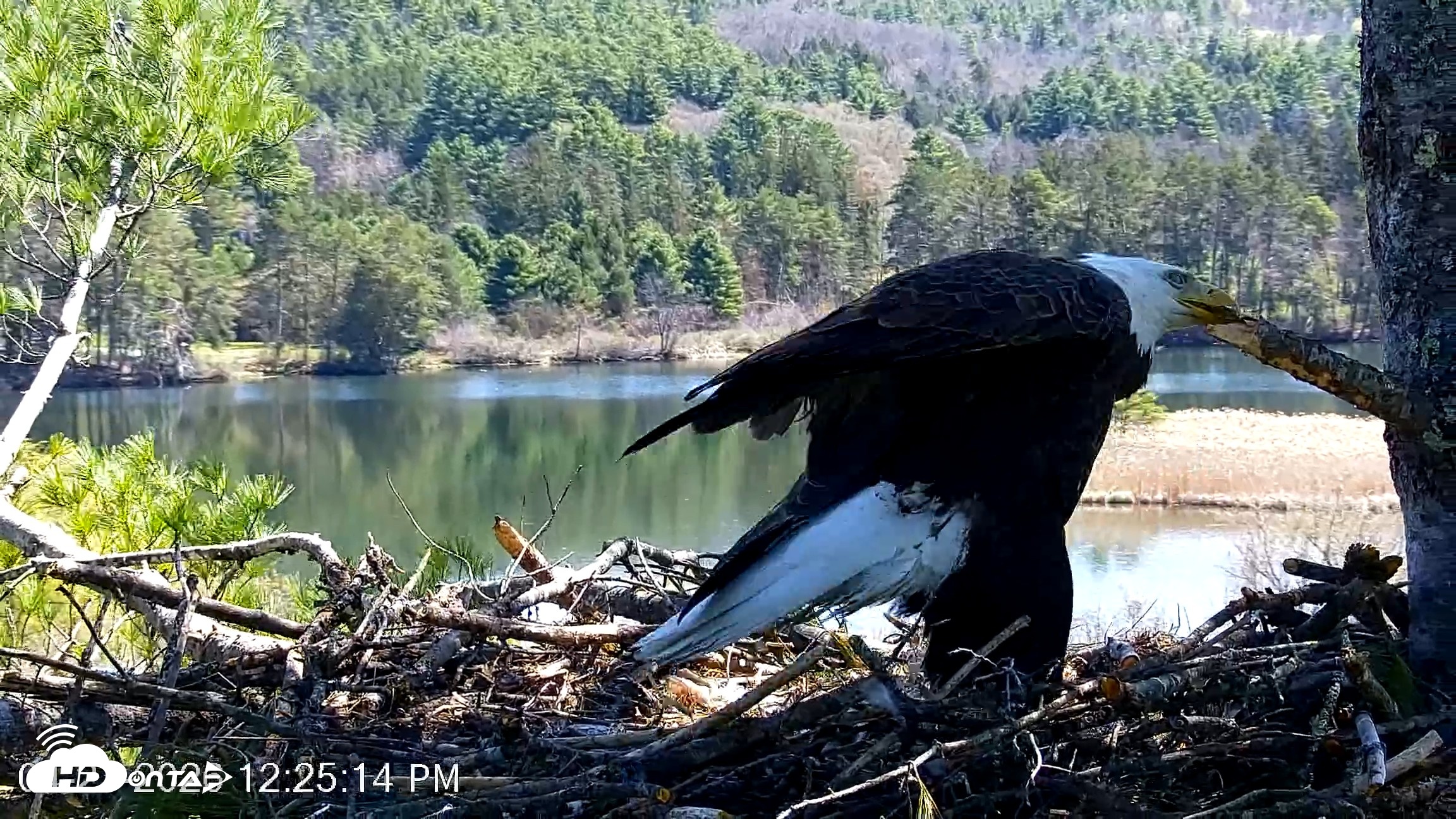 Snapshot of VINS Bald Eagles Nest Live Cams taken Apr 27, 2026, 12:25pm EDT