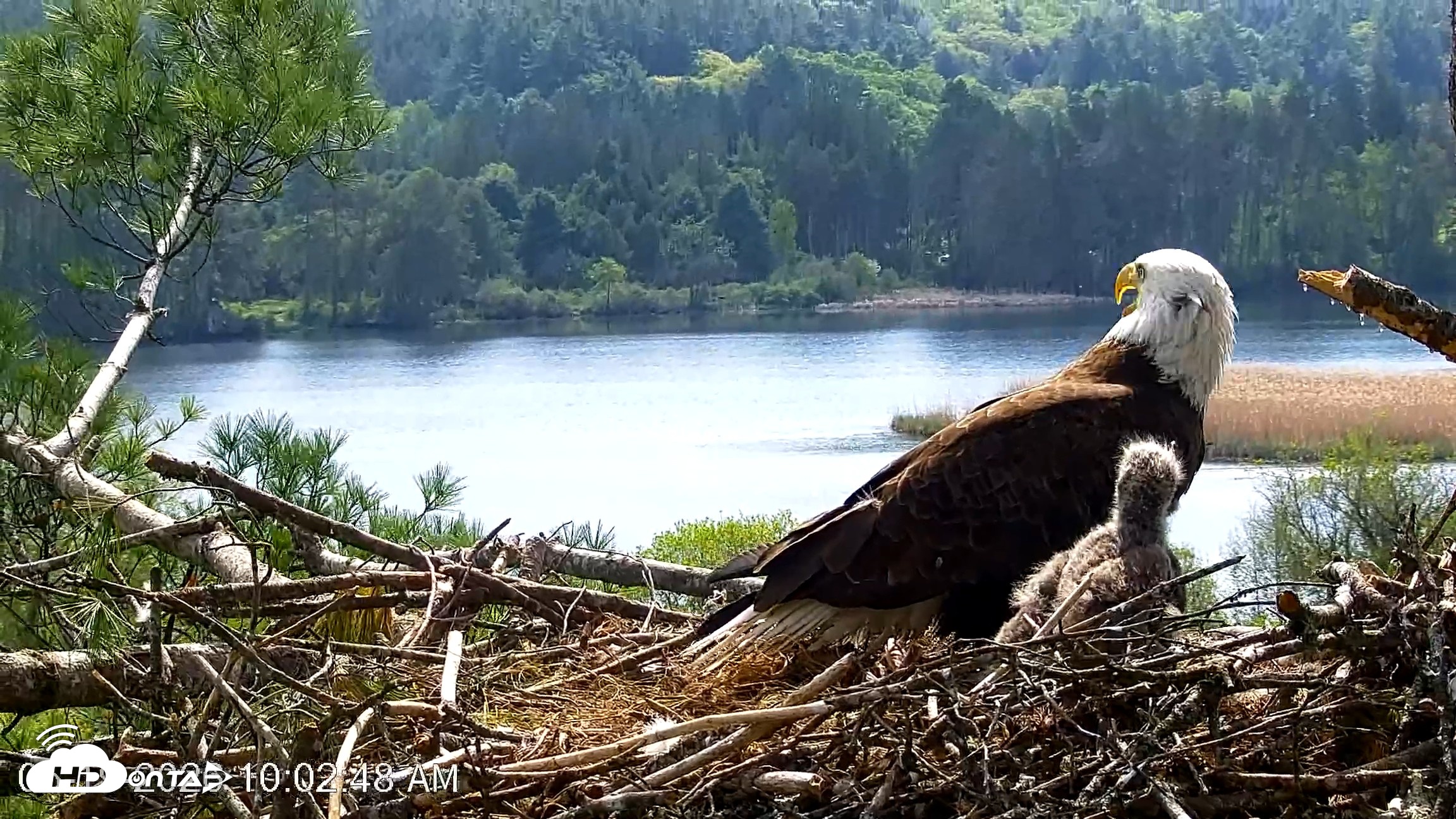 Snapshot of VINS Bald Eagles Nest Live Cams taken May 19, 2026, 10:03am EDT