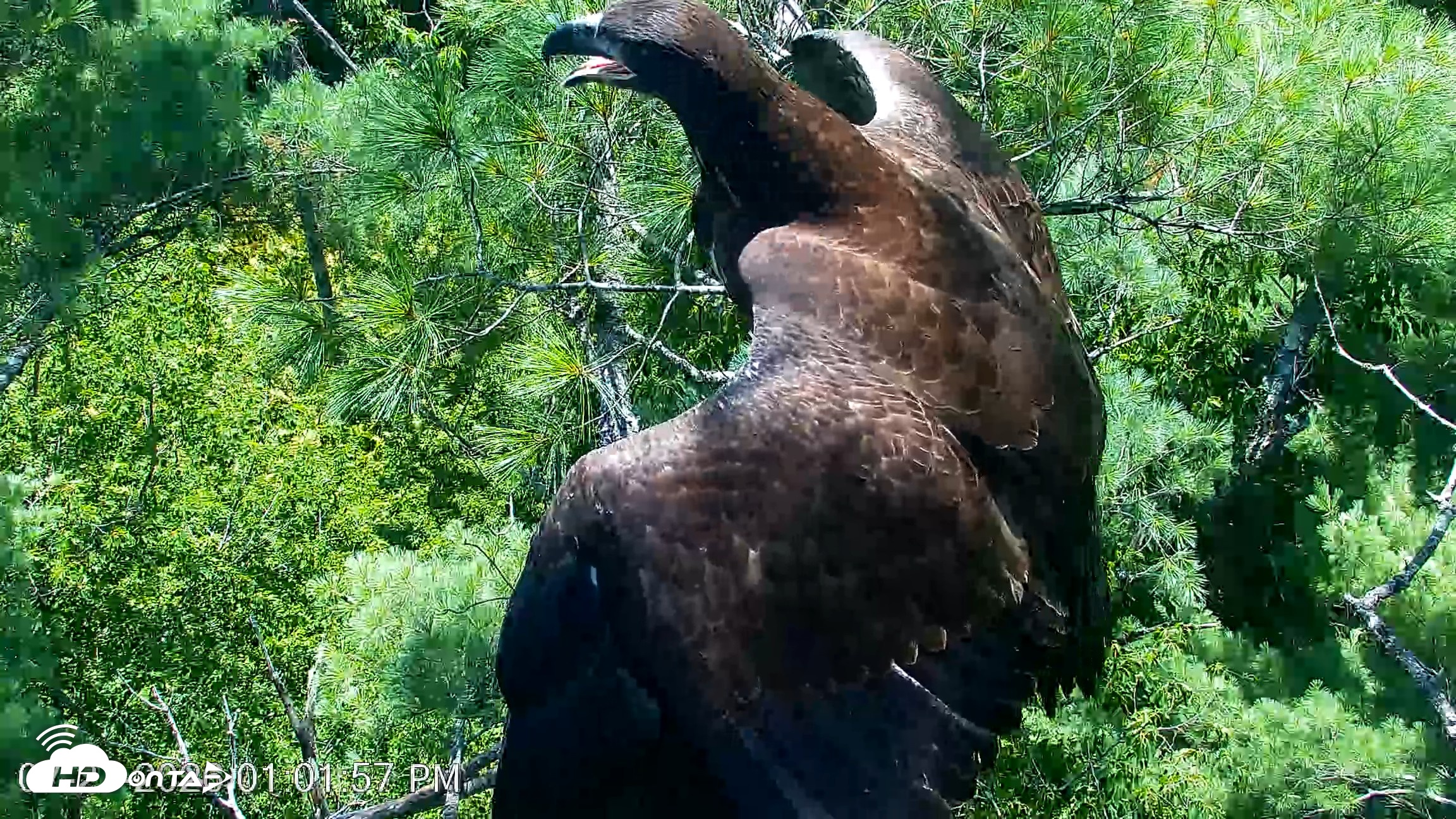 Snapshot of VINS Bald Eagles Nest Live Cams taken Jul 27, 2026, 1:02pm EDT