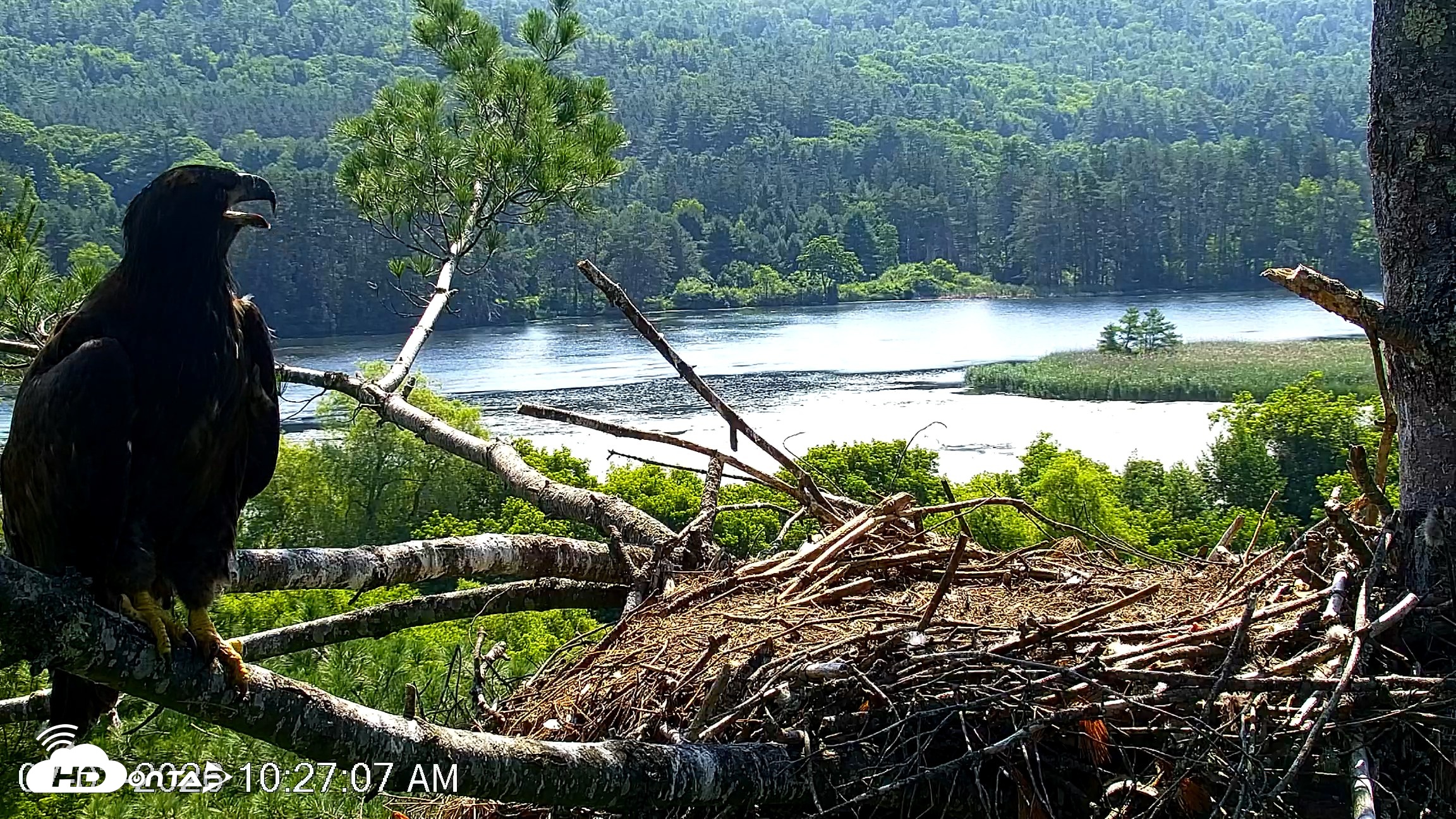 Snapshot of VINS Bald Eagles Nest Live Cams taken Jul 3, 2026, 10:28am EDT