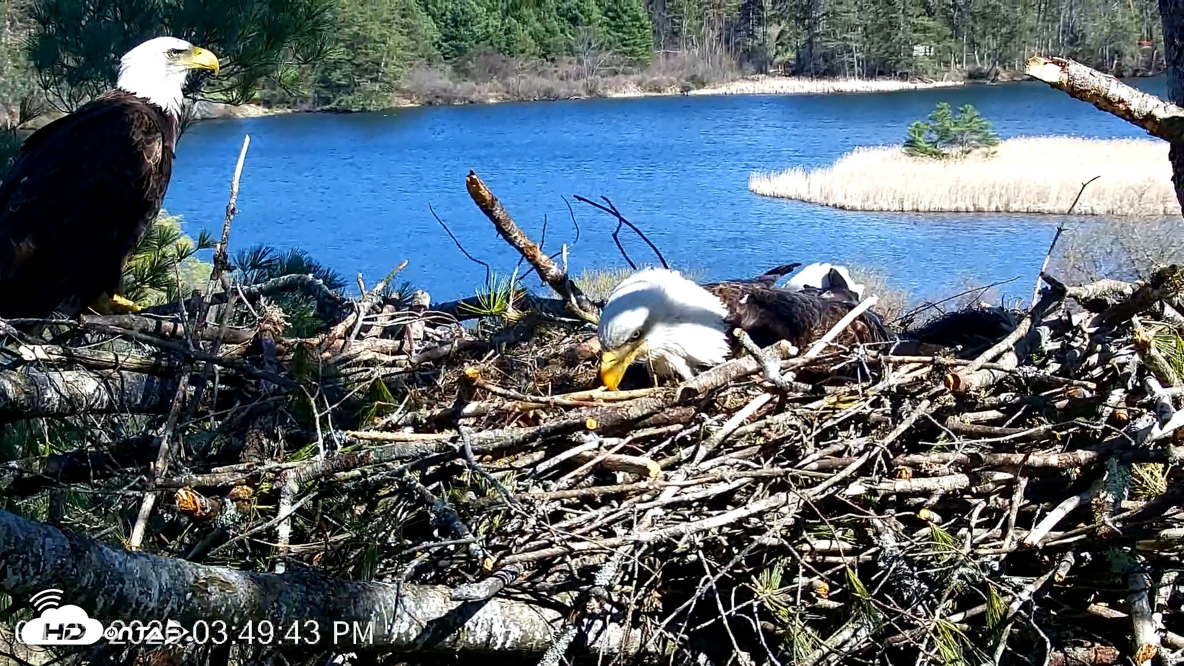 Snapshot of VINS Bald Eagles Nest Live Cams taken Apr 23, 2026, 3:50pm EDT