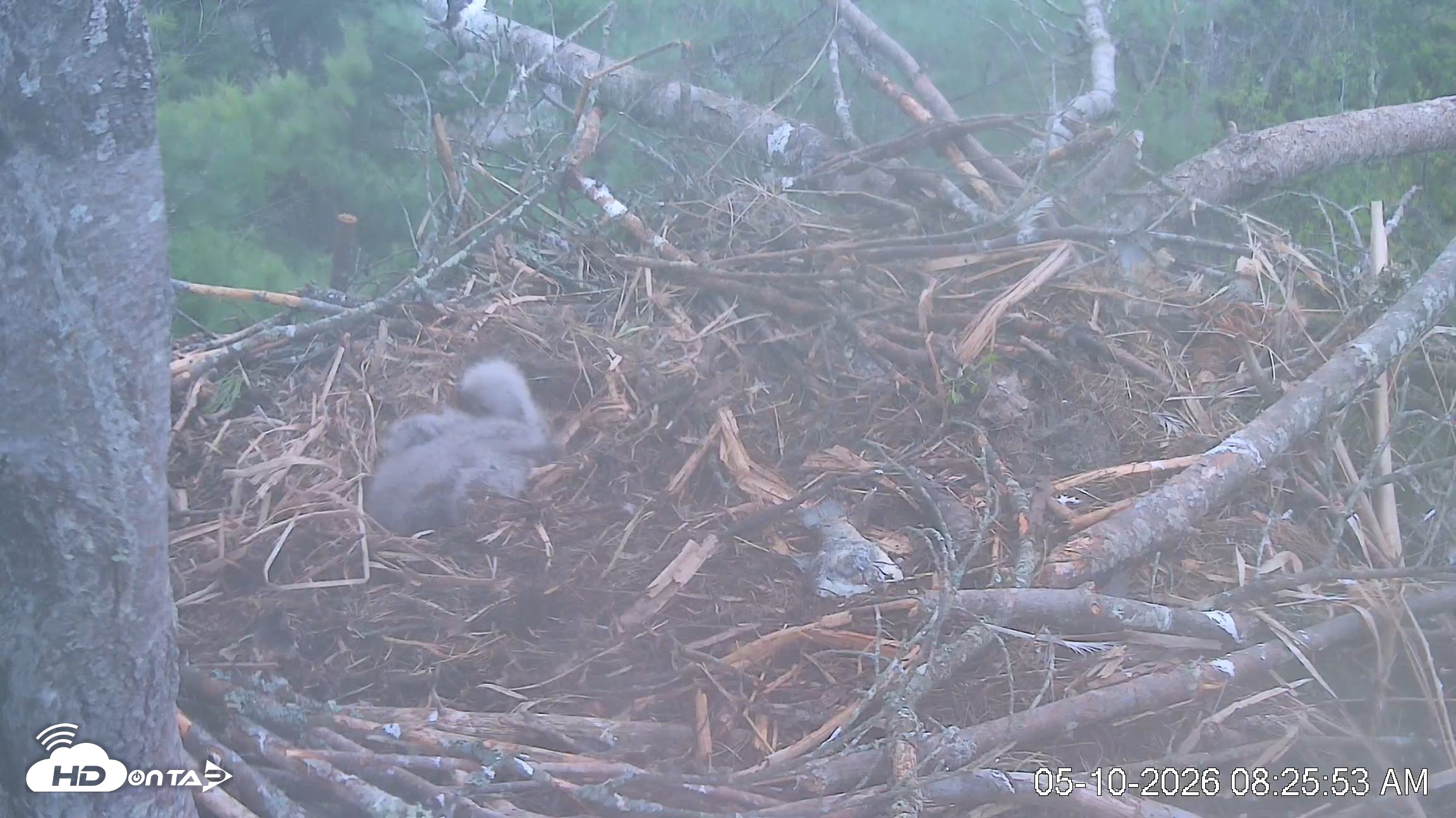 Snapshot of VINS Bald Eagles Nest Live Cams taken May 10, 2026, 8:26am EDT