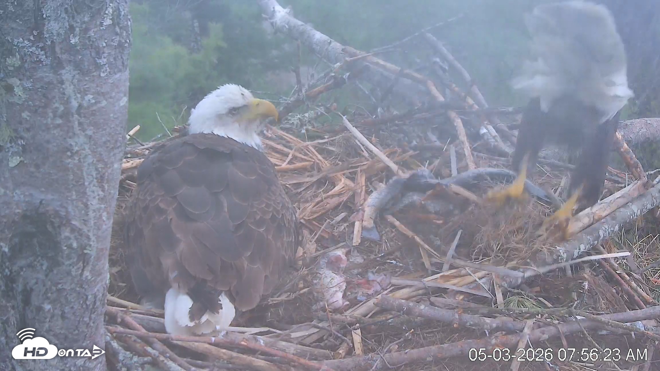 Snapshot of VINS Bald Eagles Nest Live Cams taken May 3, 2026, 7:57am EDT
