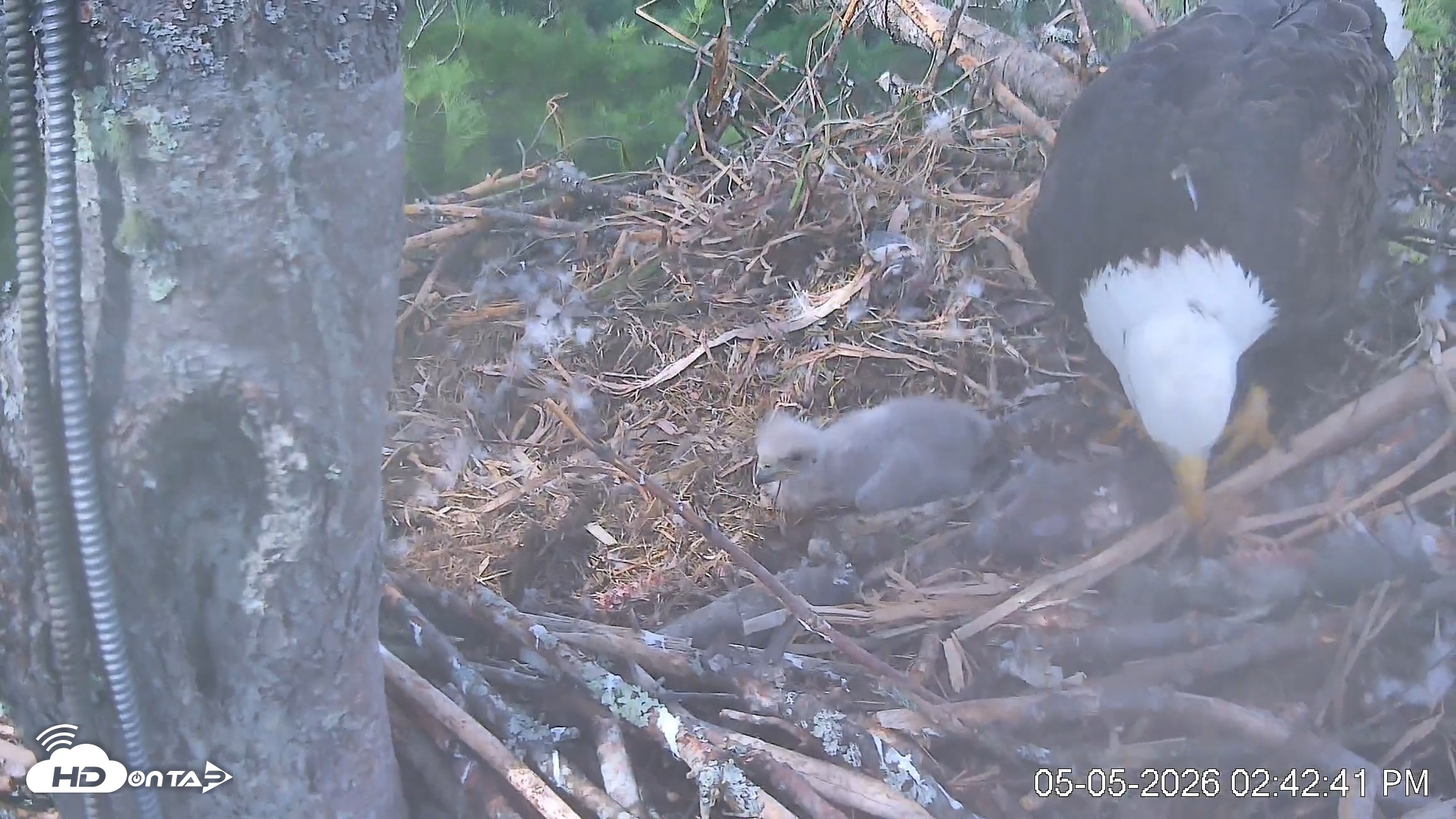 Snapshot of VINS Bald Eagles Nest Live Cams taken May 5, 2026, 2:43pm EDT