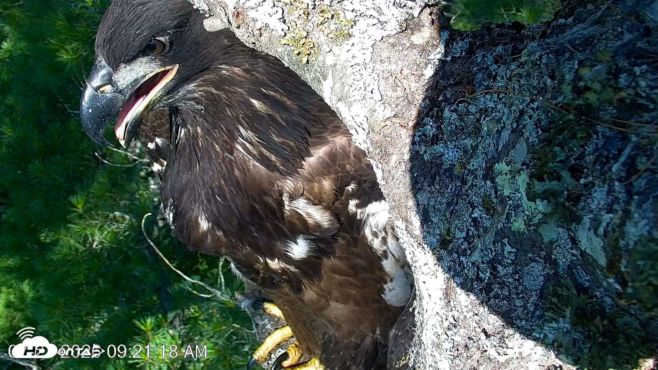Snapshot of VINS Bald Eagles Nest Live Cams taken Jul 27, 2026, 9:22am EDT