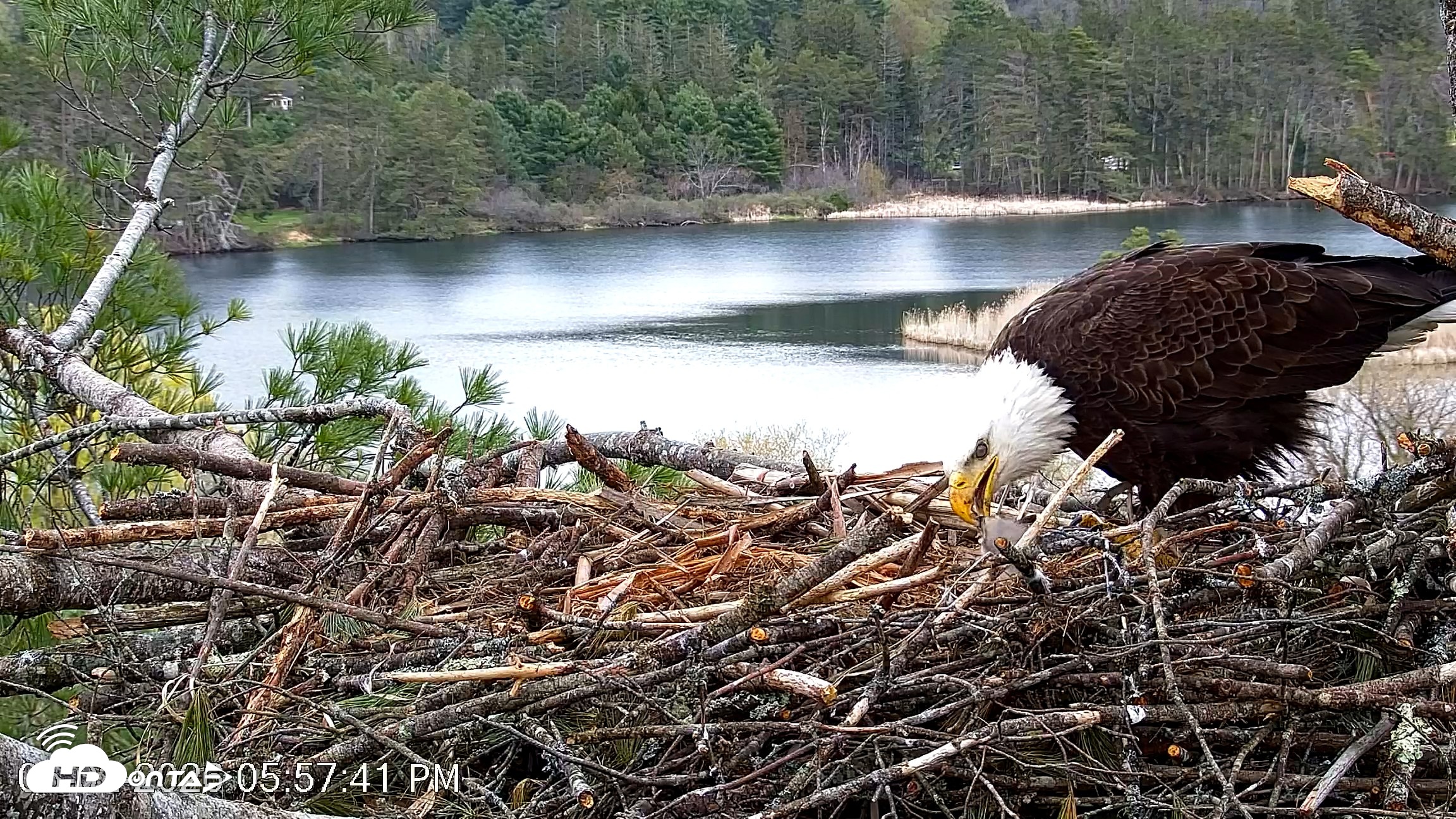Snapshot of VINS Bald Eagles Nest Live Cams taken May 2, 2026, 5:58pm EDT
