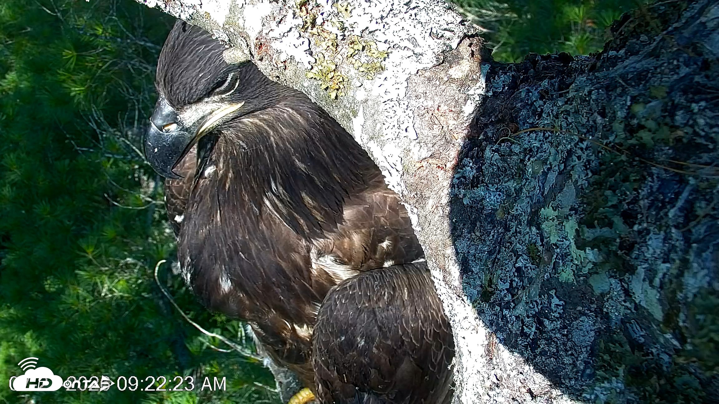 Snapshot of VINS Bald Eagles Nest Live Cams taken Jul 27, 2026, 9:23am EDT