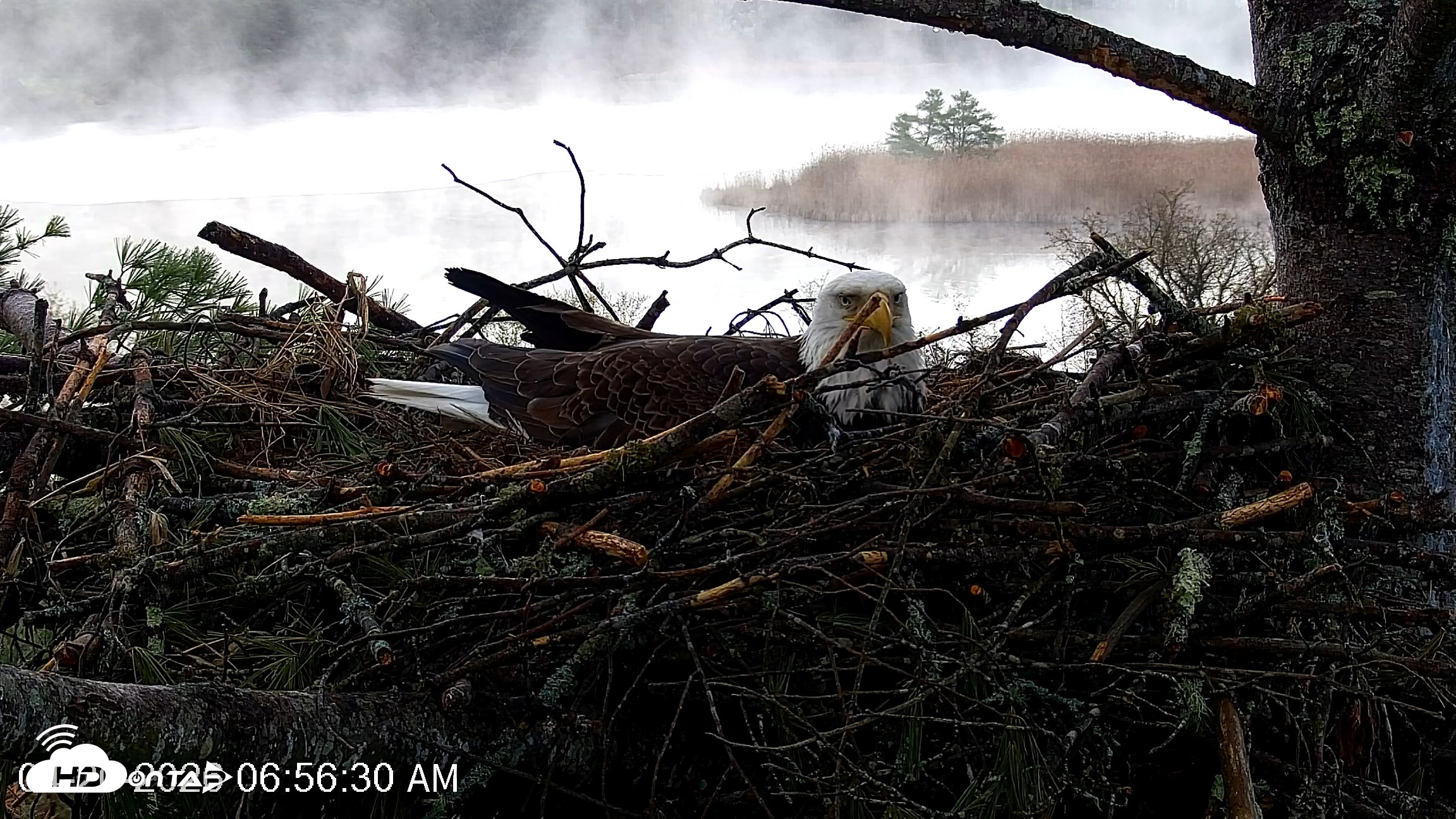 Snapshot of VINS Bald Eagles Nest Live Cams taken Apr 20, 2026, 6:57am EDT