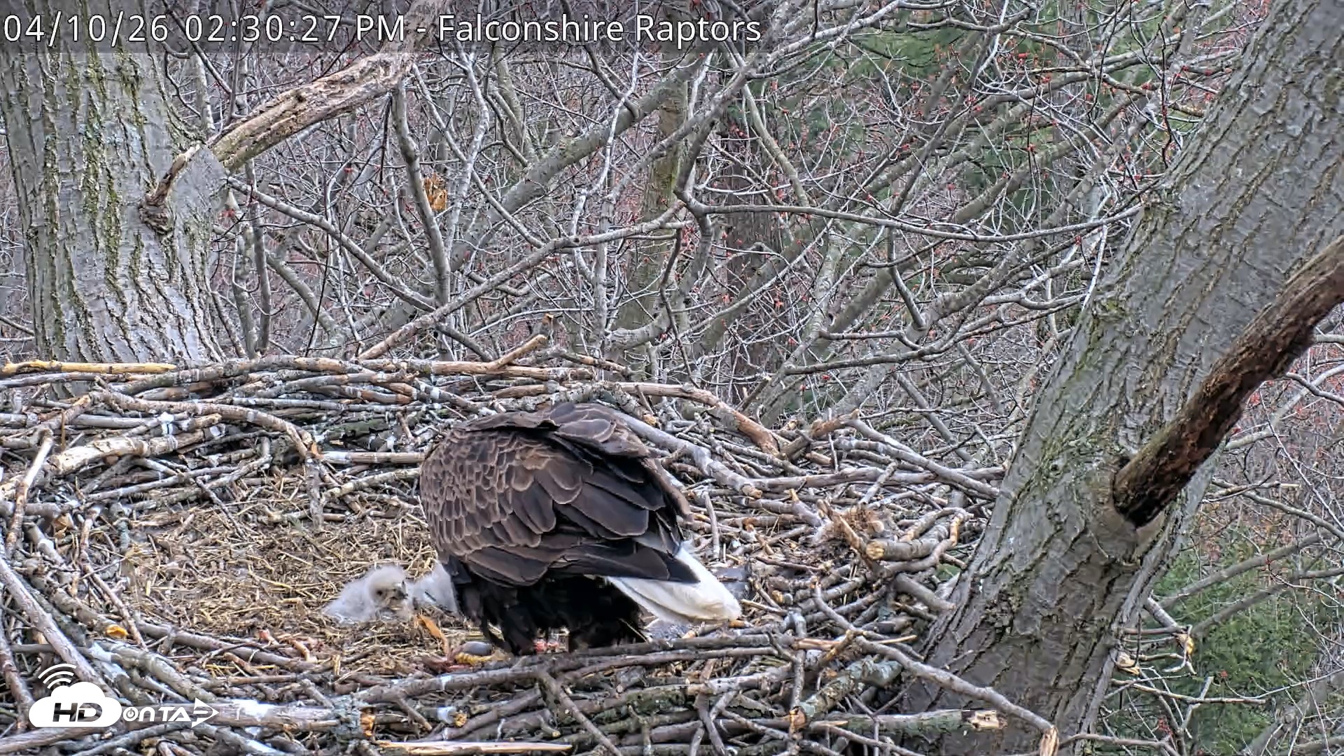 Snapshot of VINS Bald Eagles Nest Live Cams taken Apr 10, 2026, 2:31pm EDT