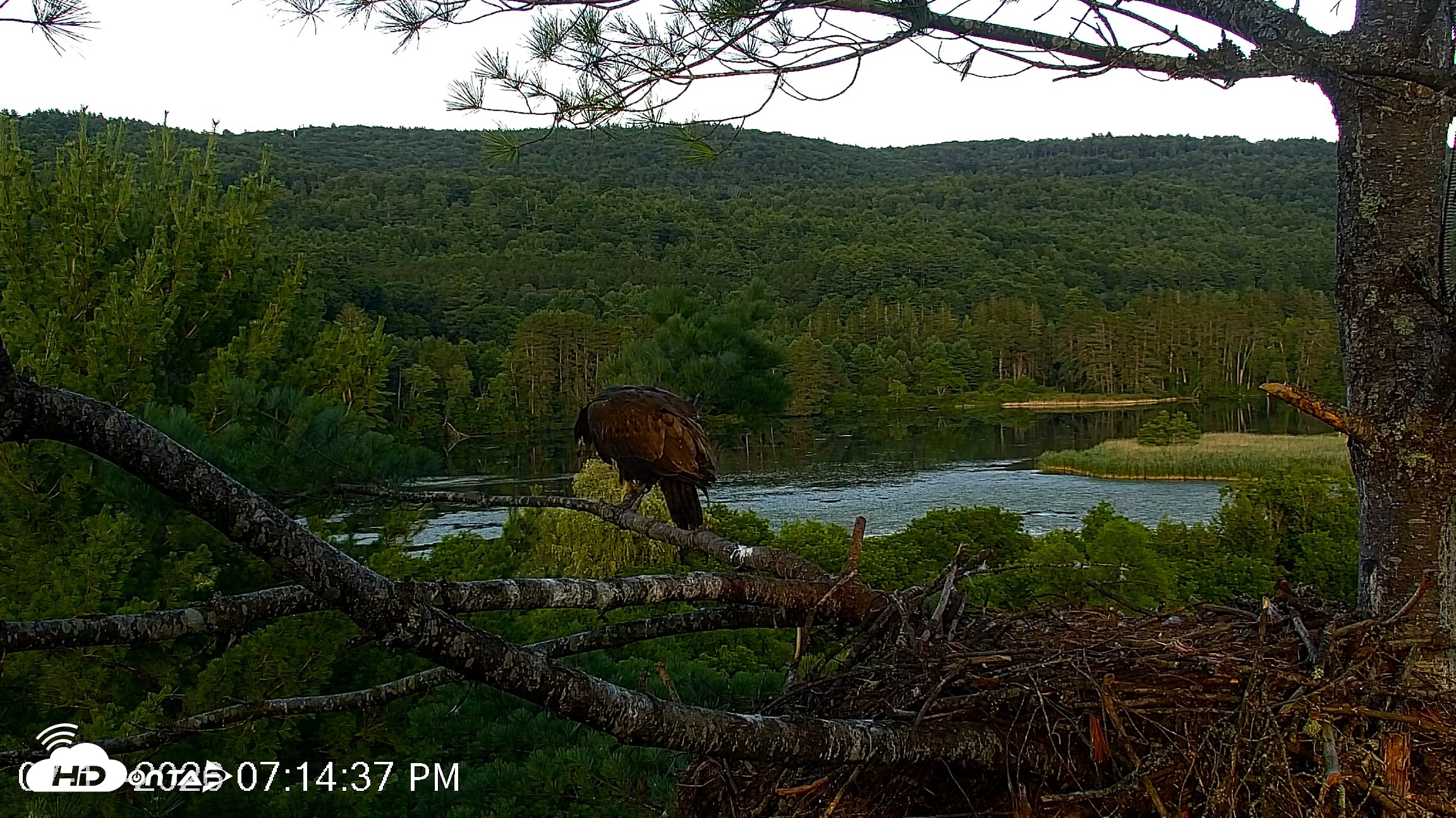 Snapshot of VINS Bald Eagles Nest Live Cams taken Jul 17, 2026, 7:15pm EDT