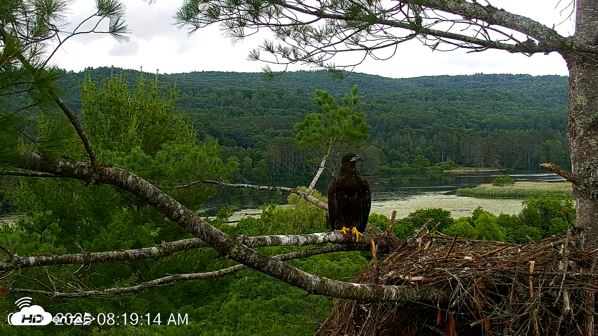 Snapshot of VINS Bald Eagles Nest Live Cams taken Jul 10, 2026, 8:20am EDT