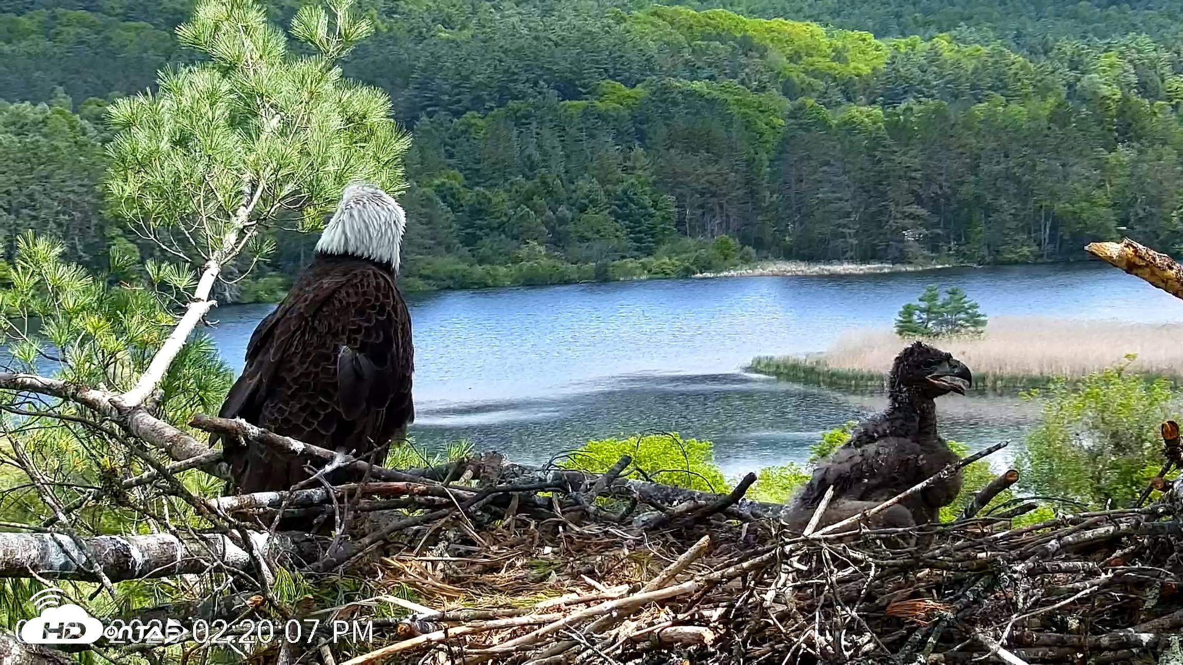 Snapshot of VINS Bald Eagles Nest Live Cams taken May 27, 2026, 2:21pm EDT